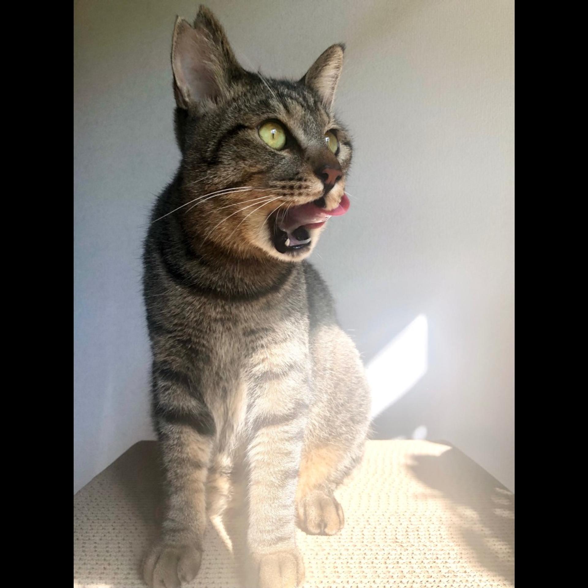 pet-image-7