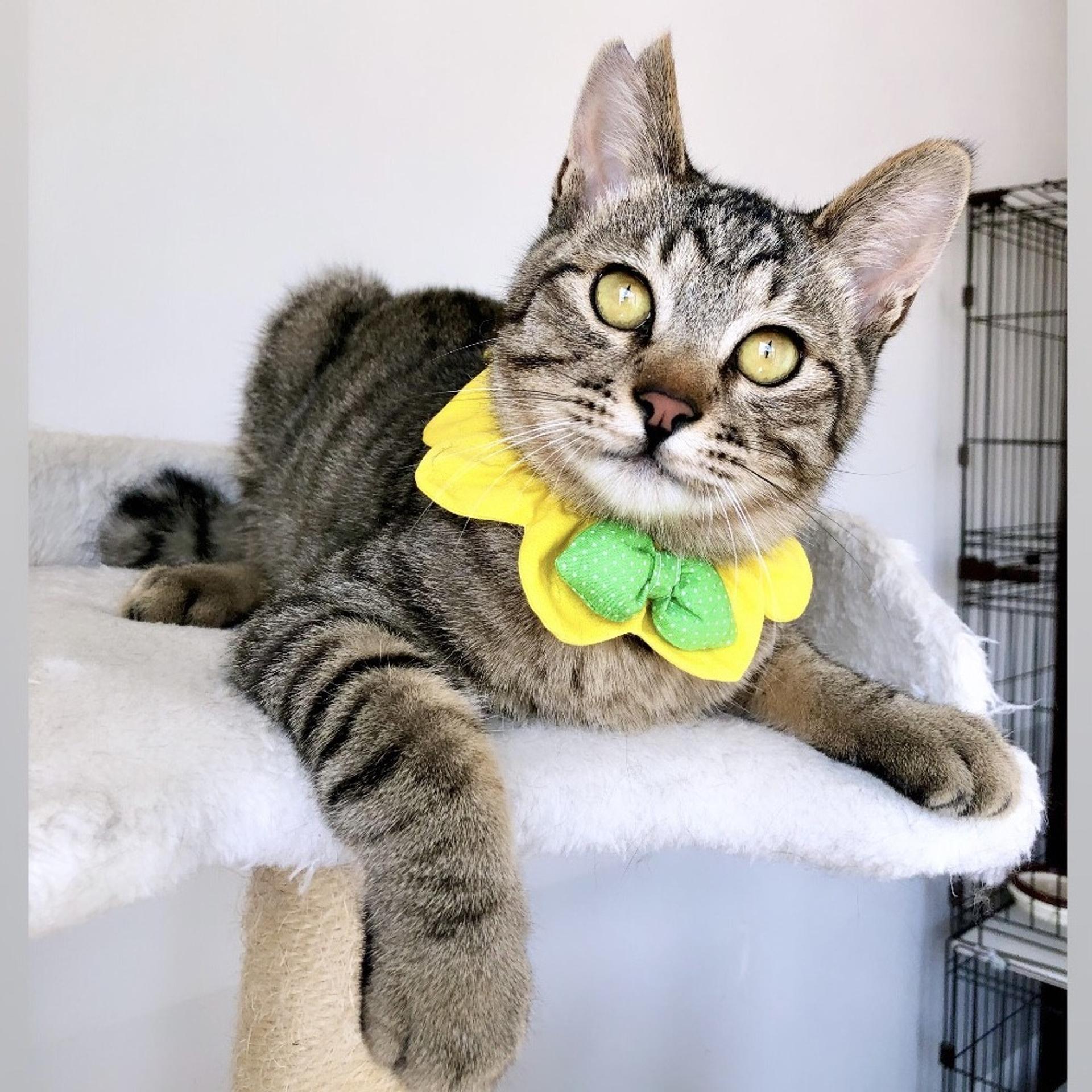 pet-image-8