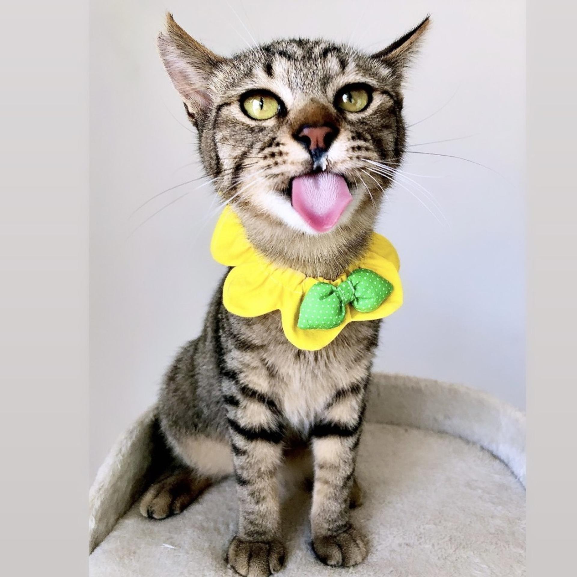 pet-image-9