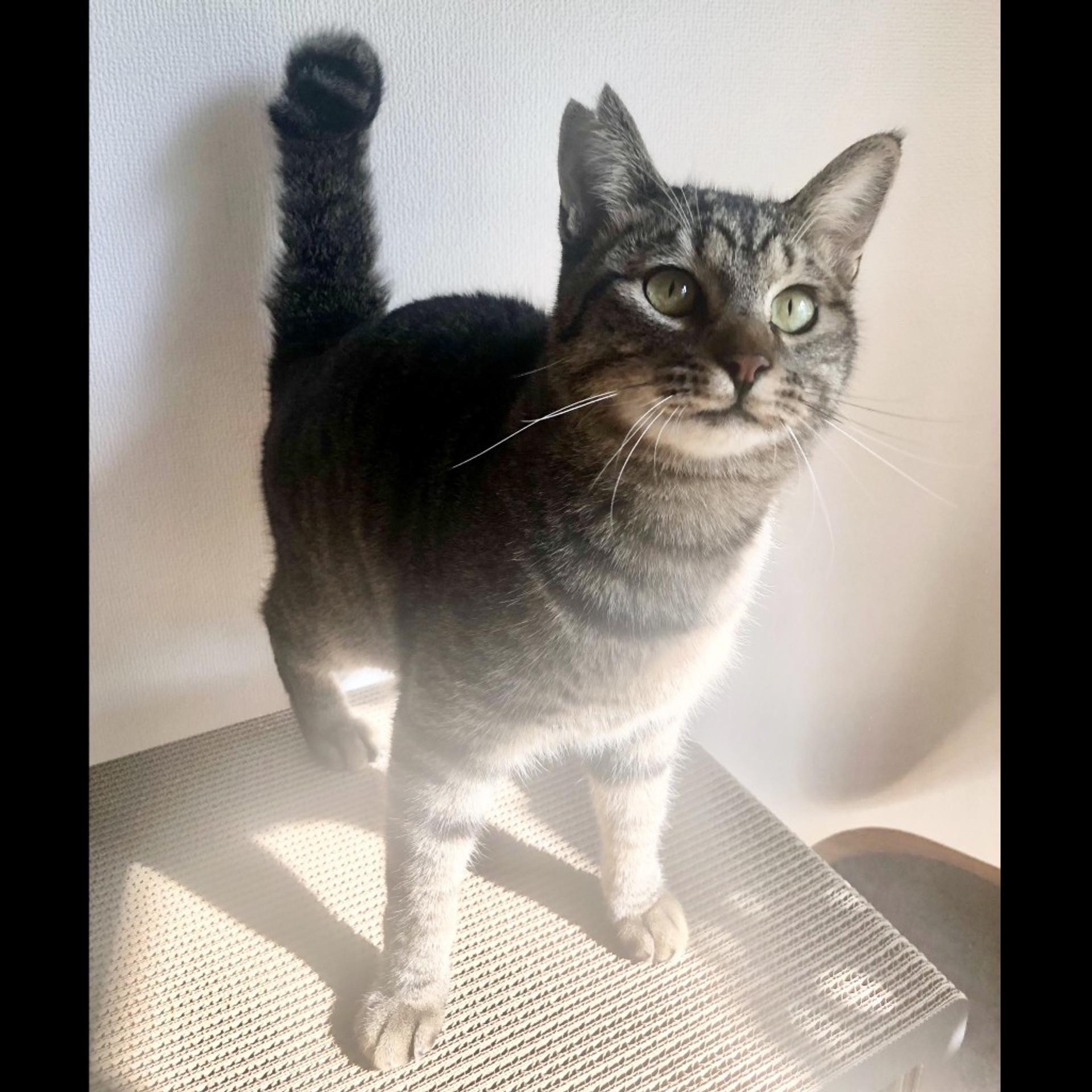 pet-image-6