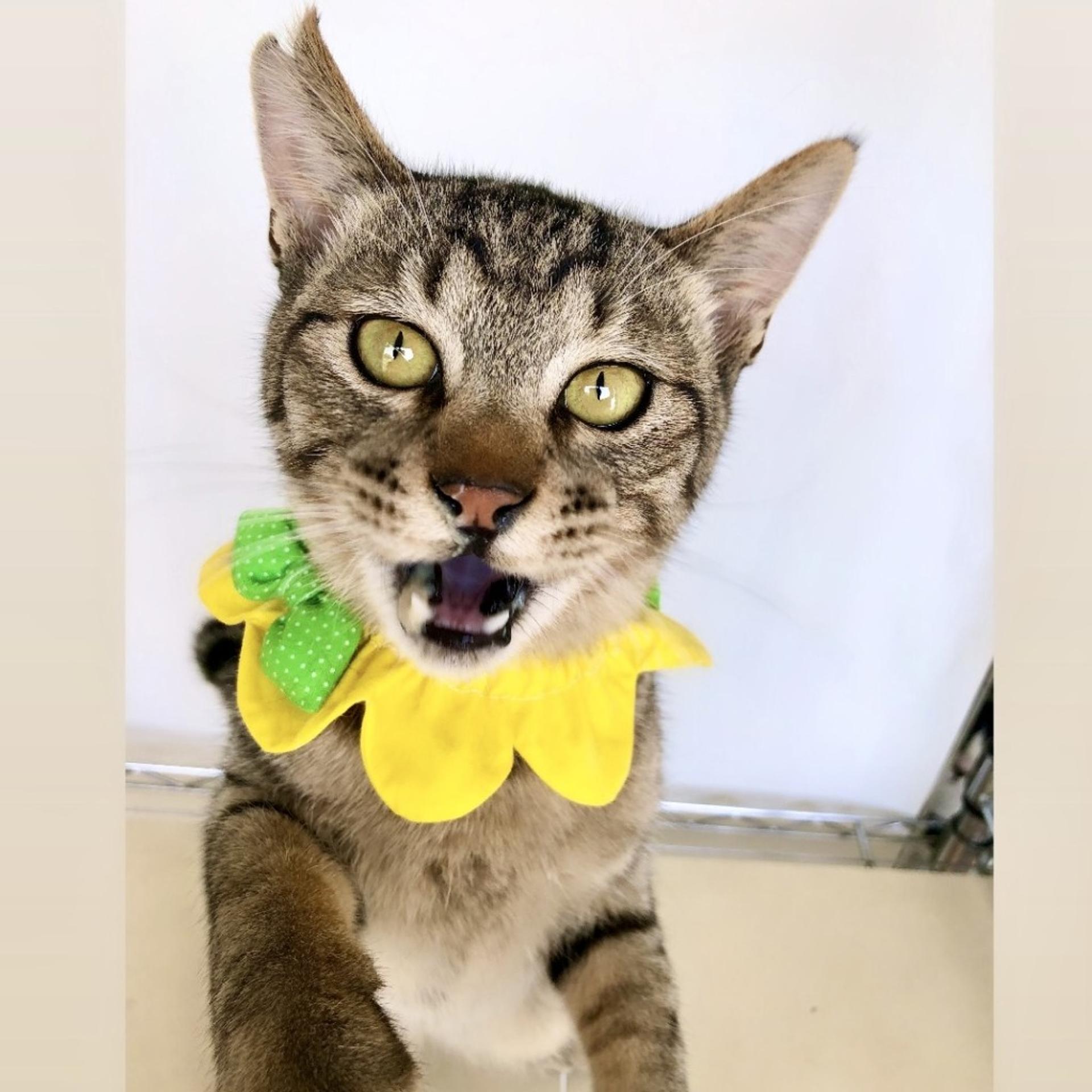 pet-image-3