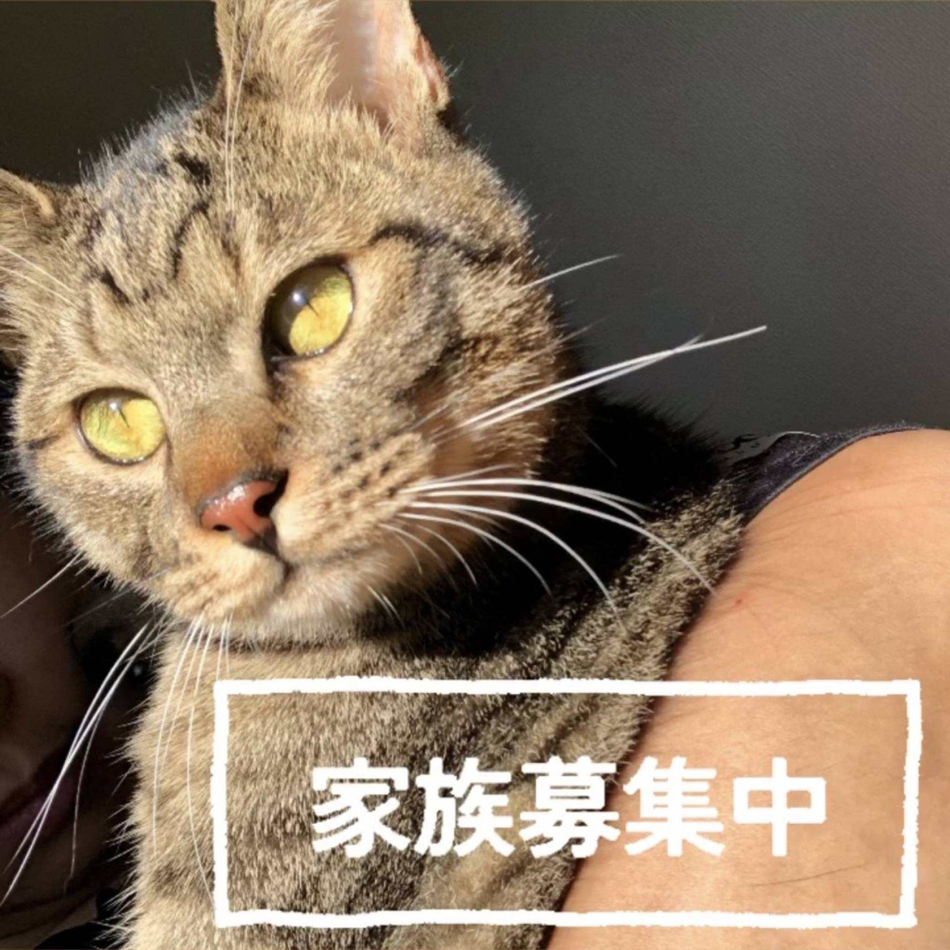 雑種（ミックス猫）・オスの里親募集の写真