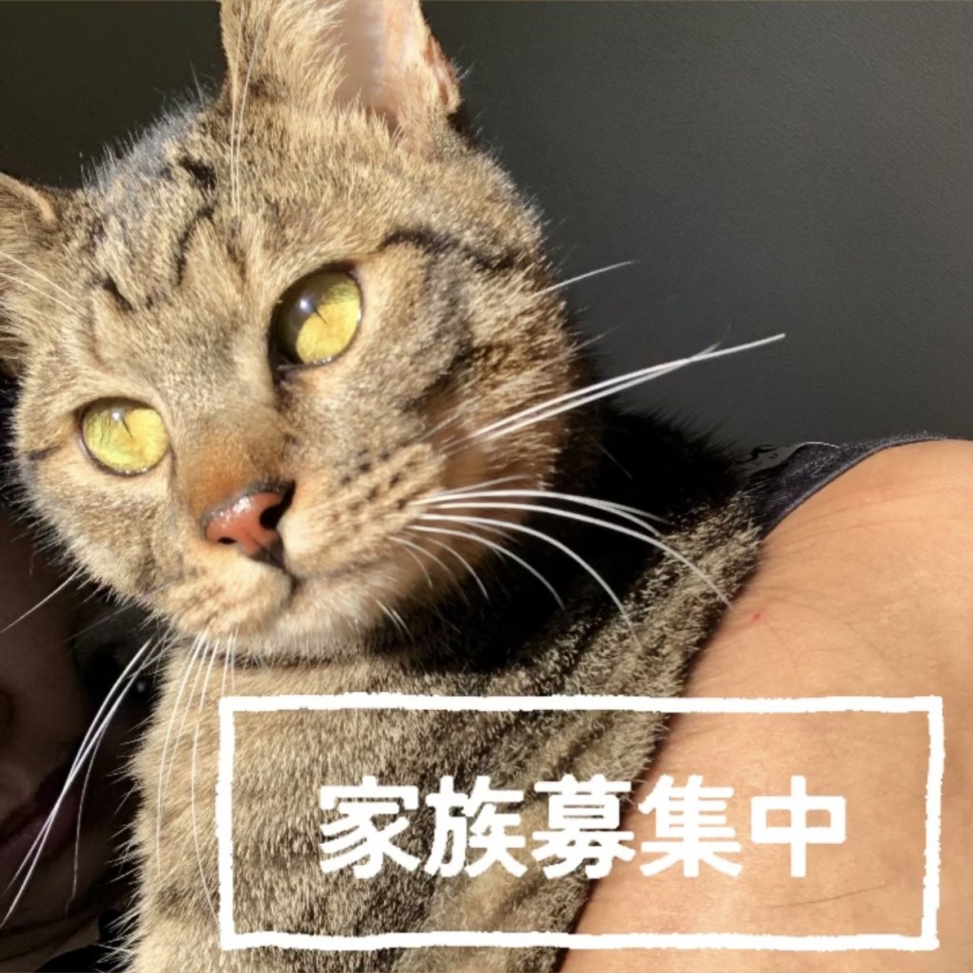 雑種（ミックス猫）・オスの里親募集の写真