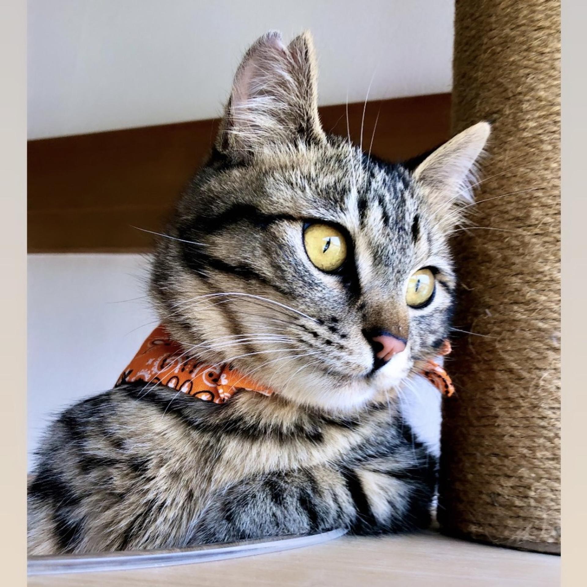 pet-image-3