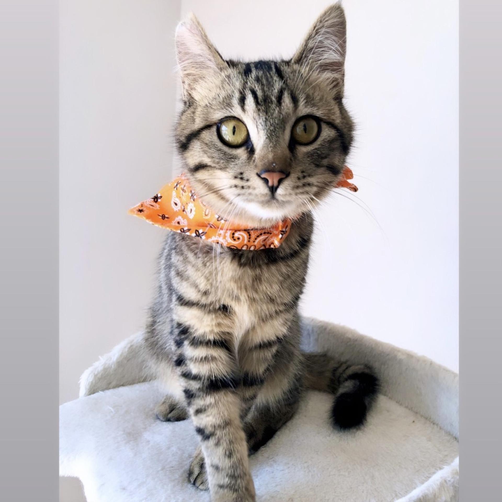 pet-image-4