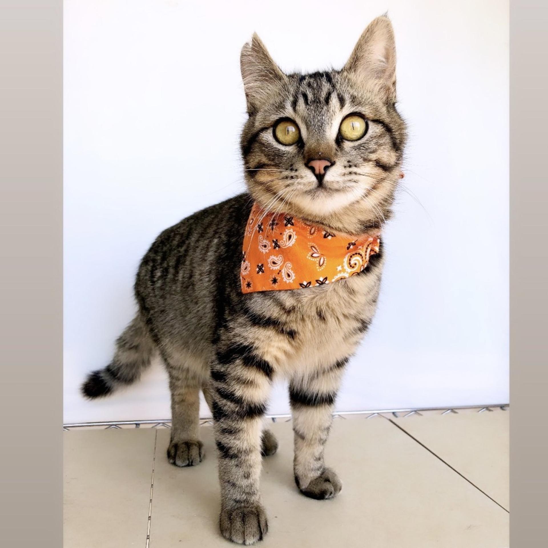 pet-image-5