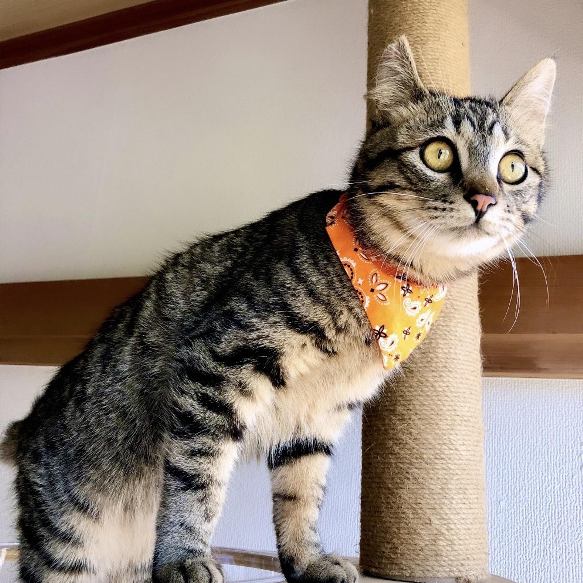 pet-image-2