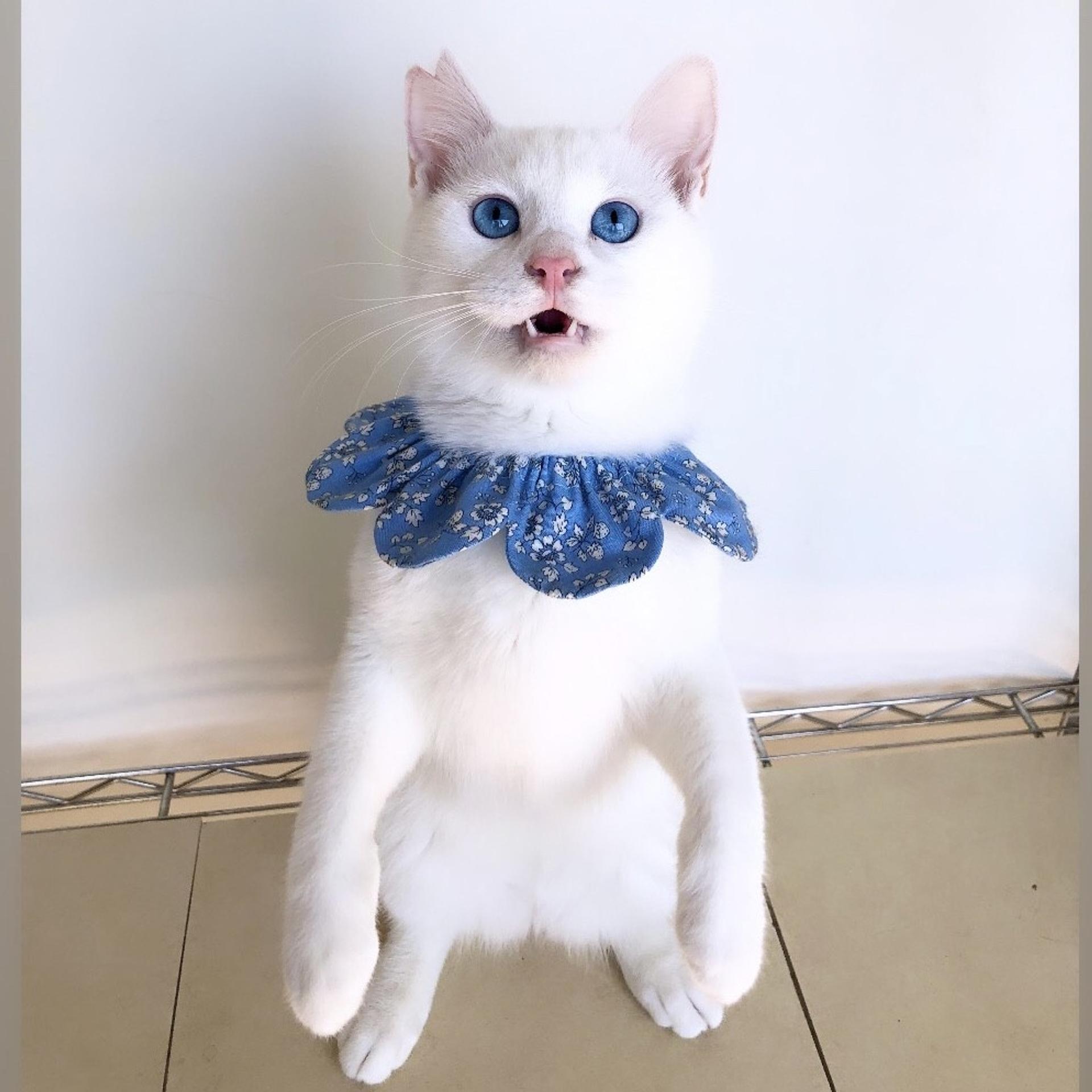 pet-image-4