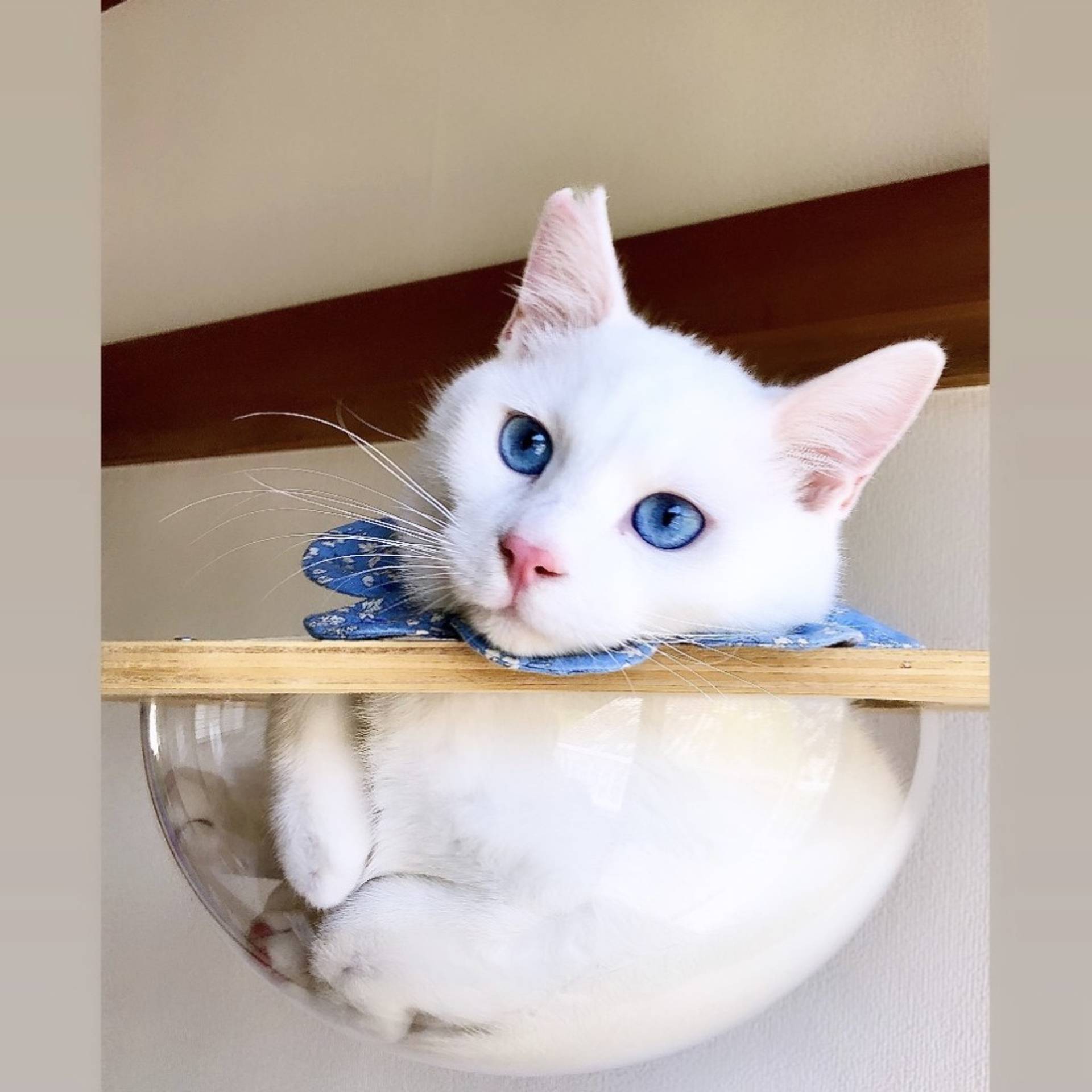 雑種（ミックス猫）・オスの里親募集の写真