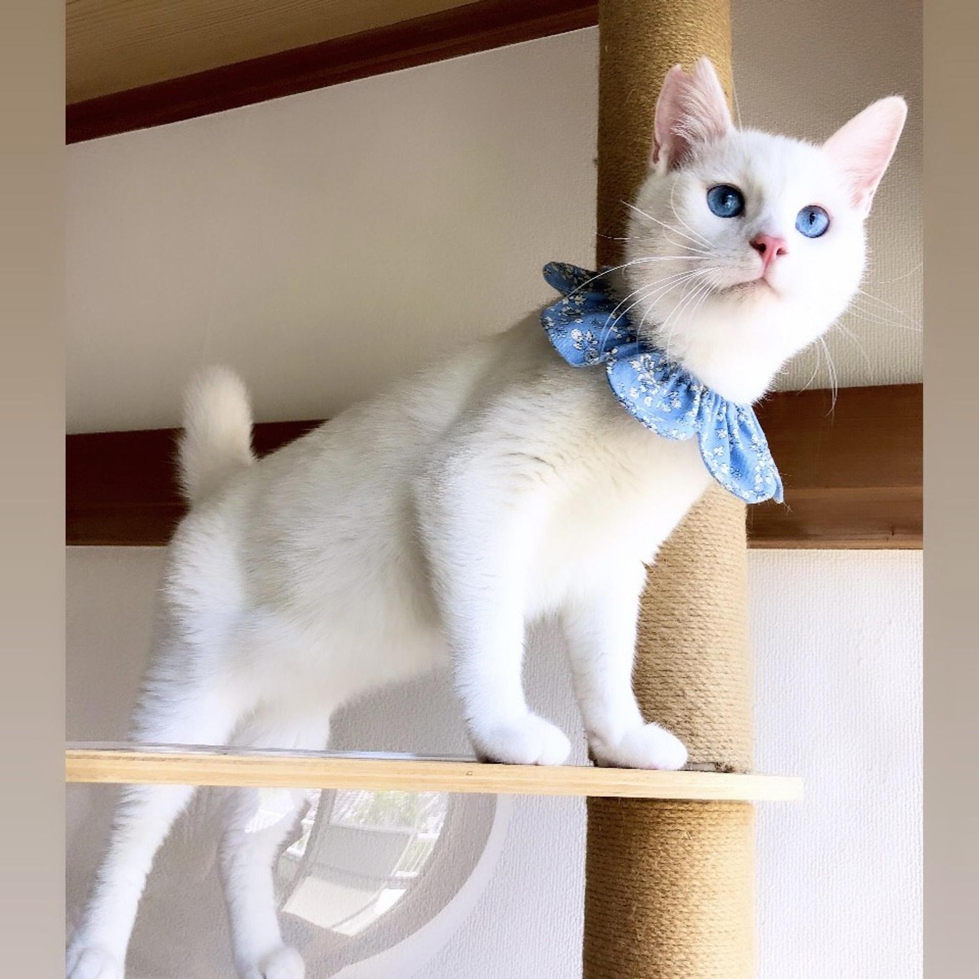 pet-image-3
