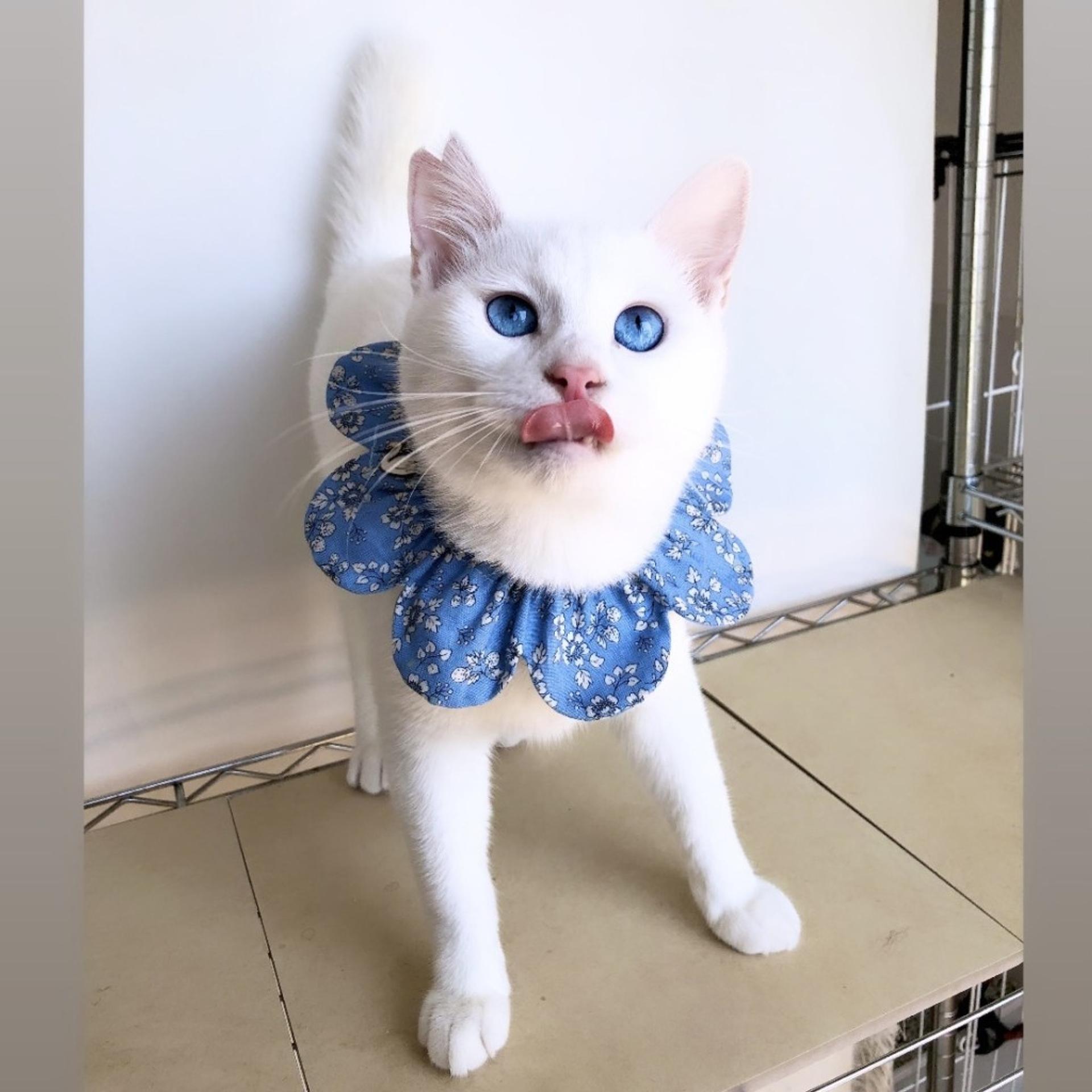 pet-image-7