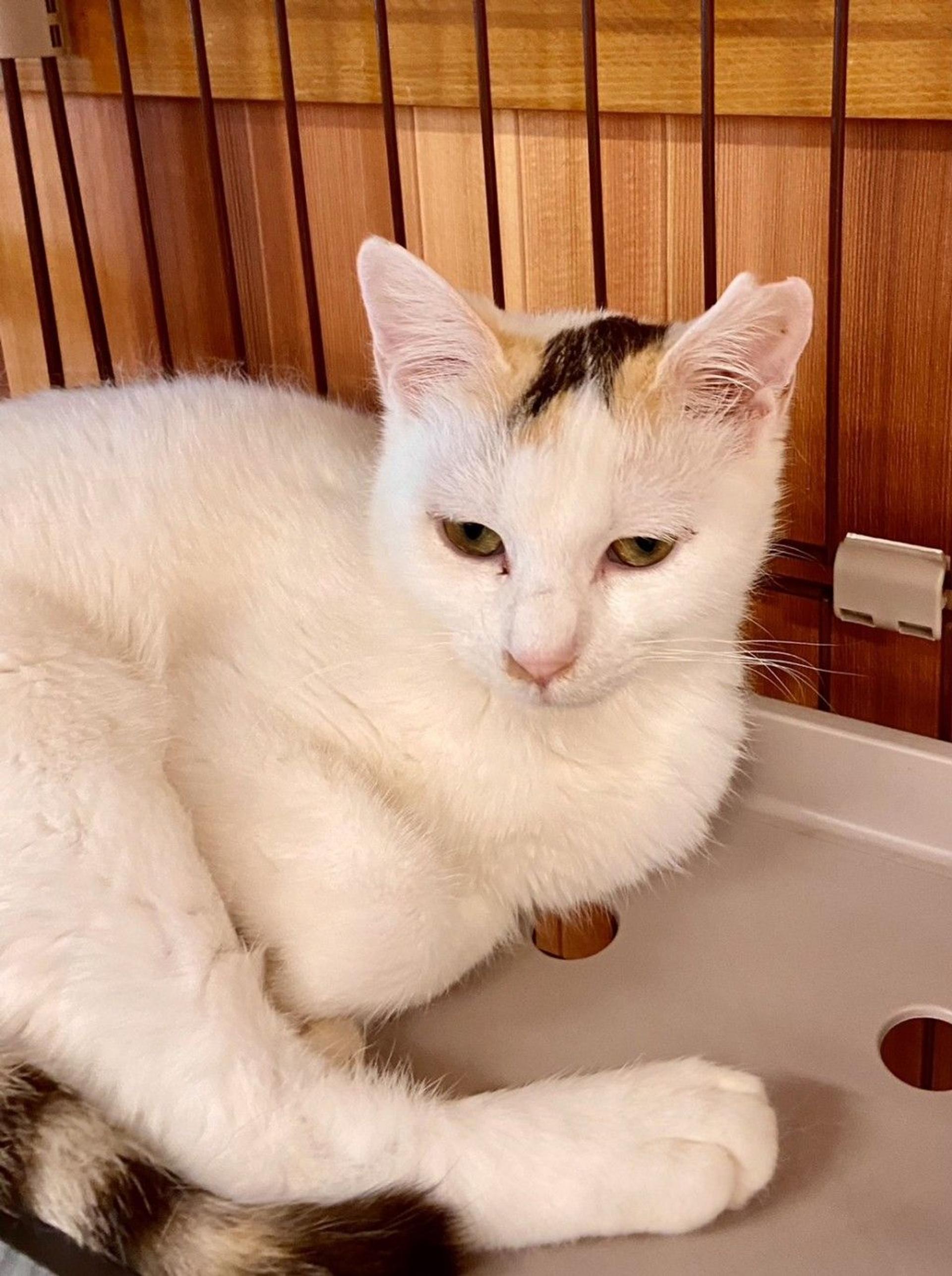 pet-image-2