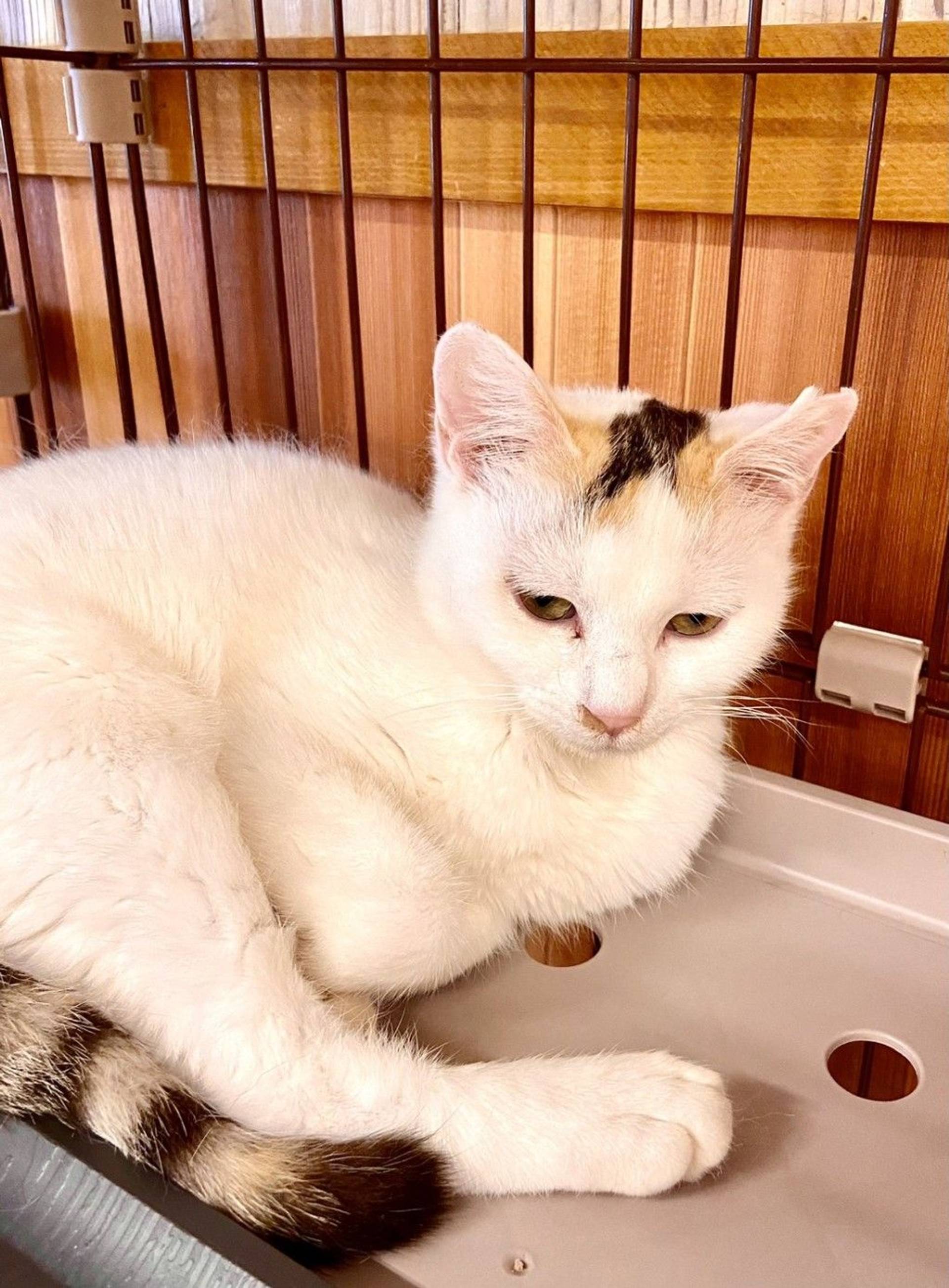 雑種（ミックス猫）・メスの里親募集の写真