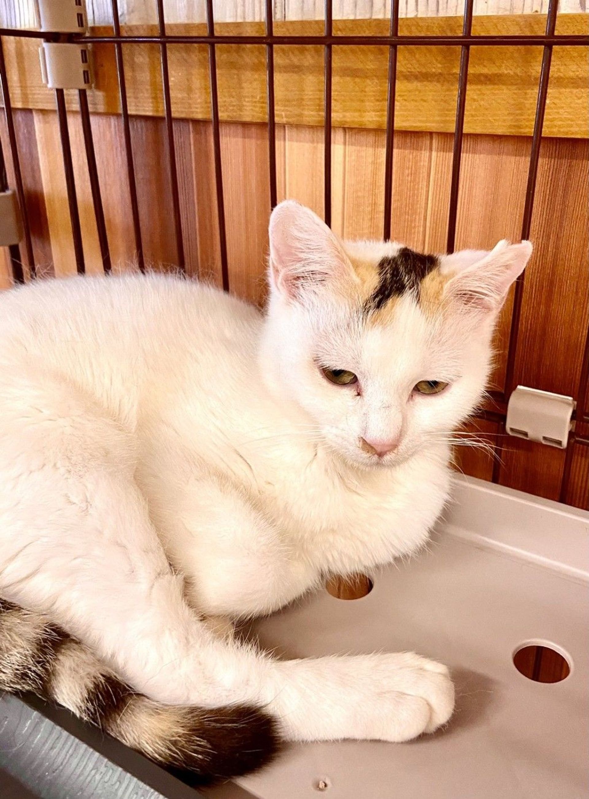 雑種（ミックス猫）・メスの里親募集の写真
