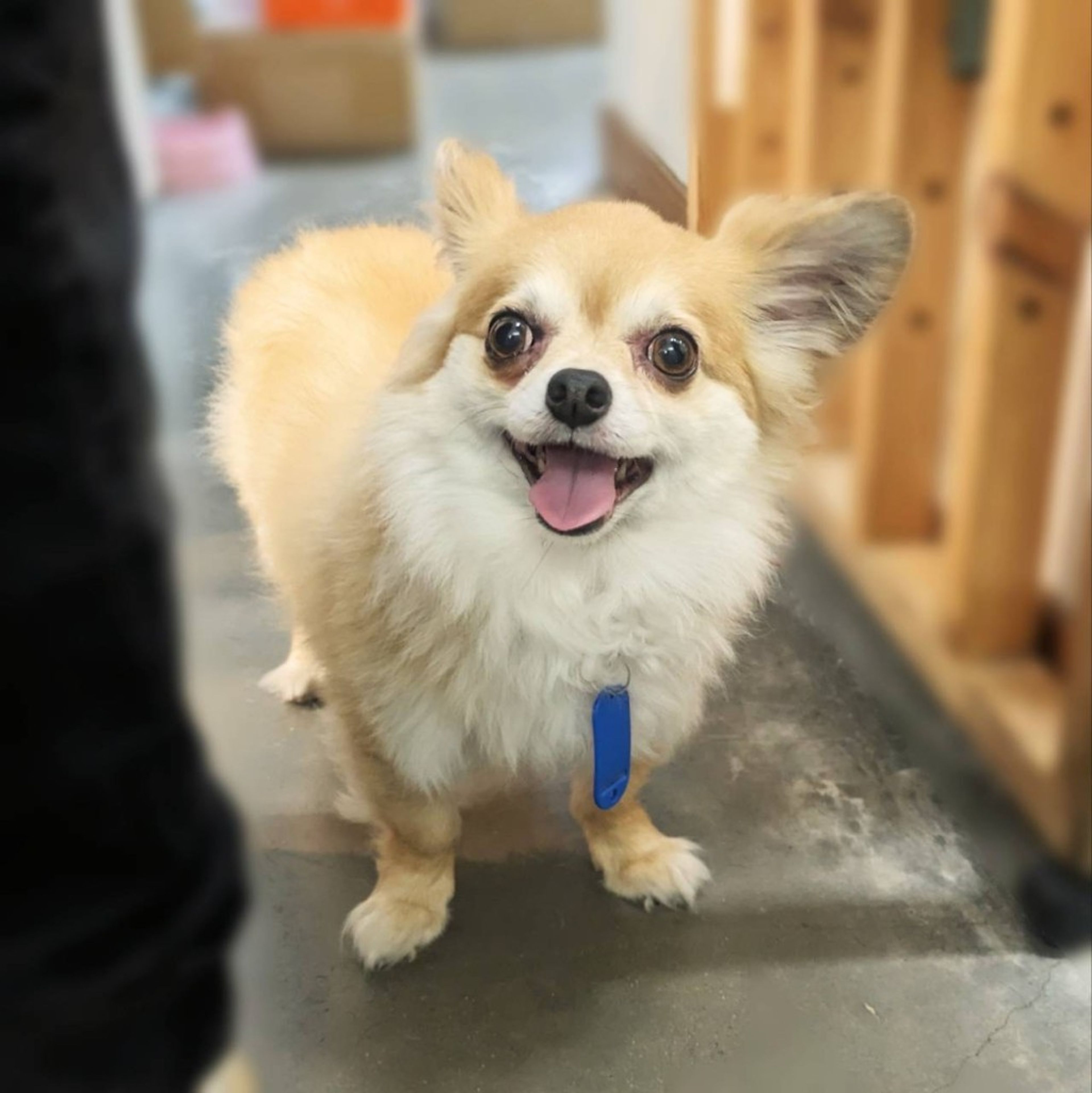 雑種（ミックス犬）・オスの里親募集の写真