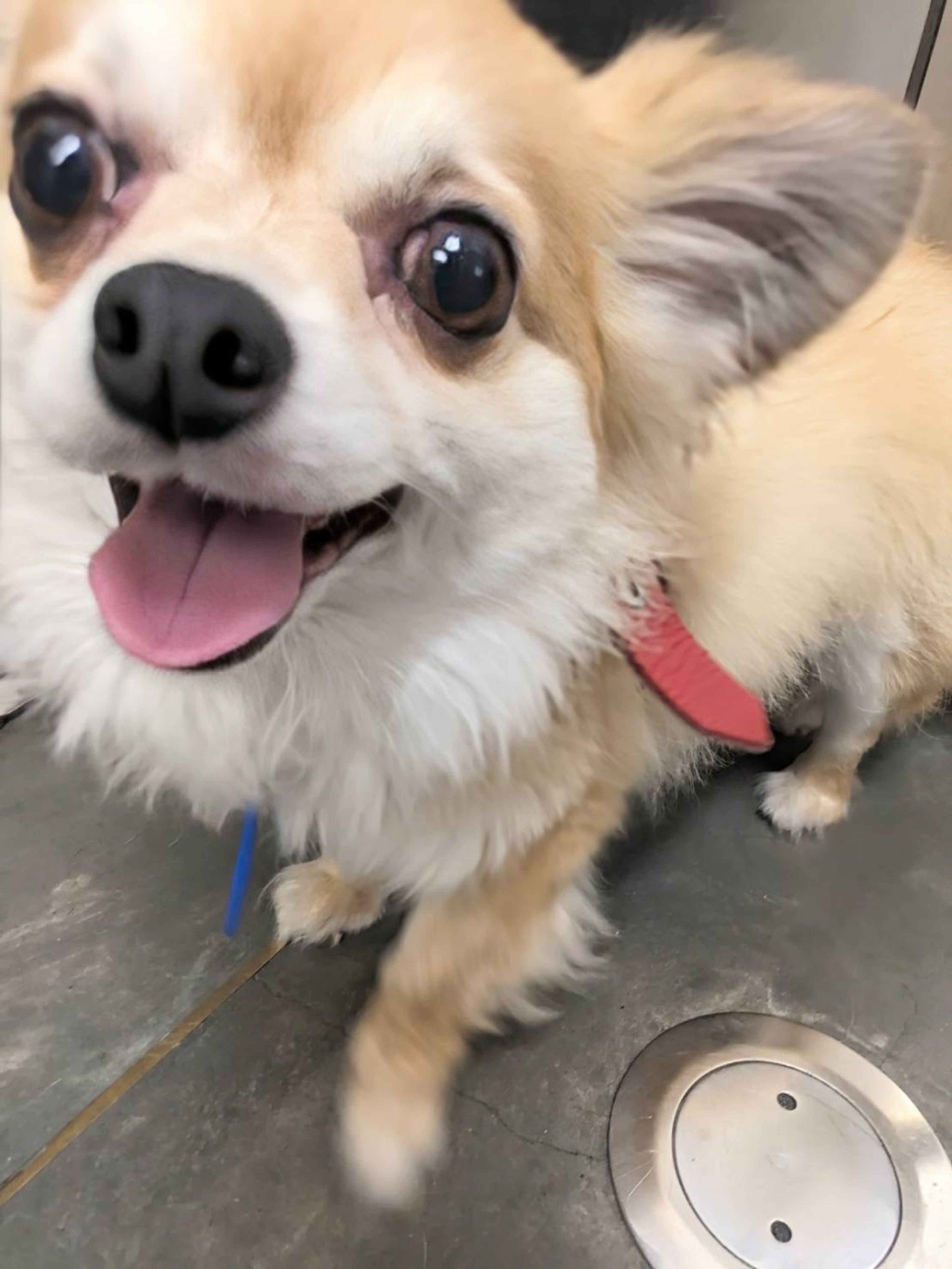 pet-image-4