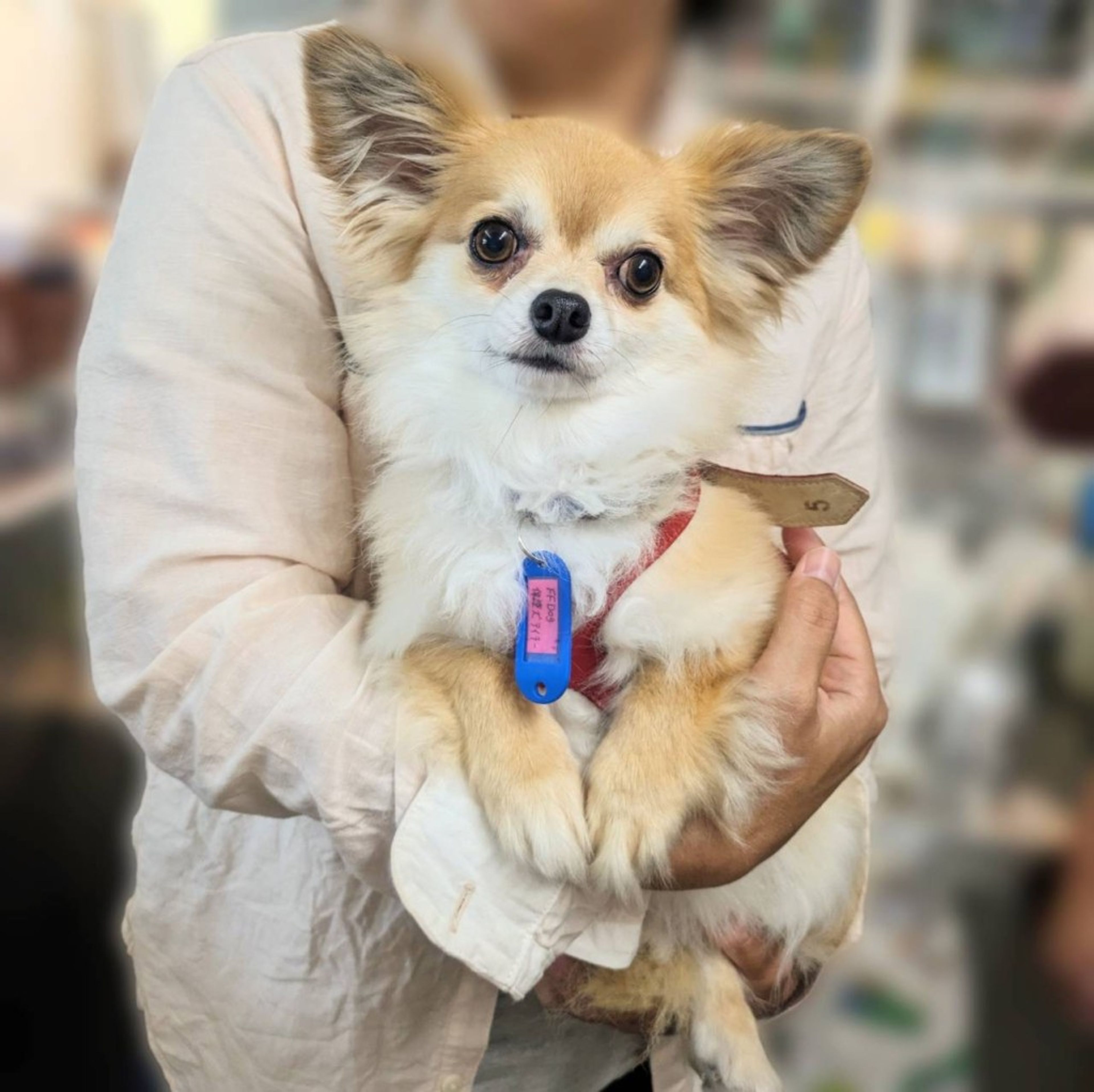 pet-image-3