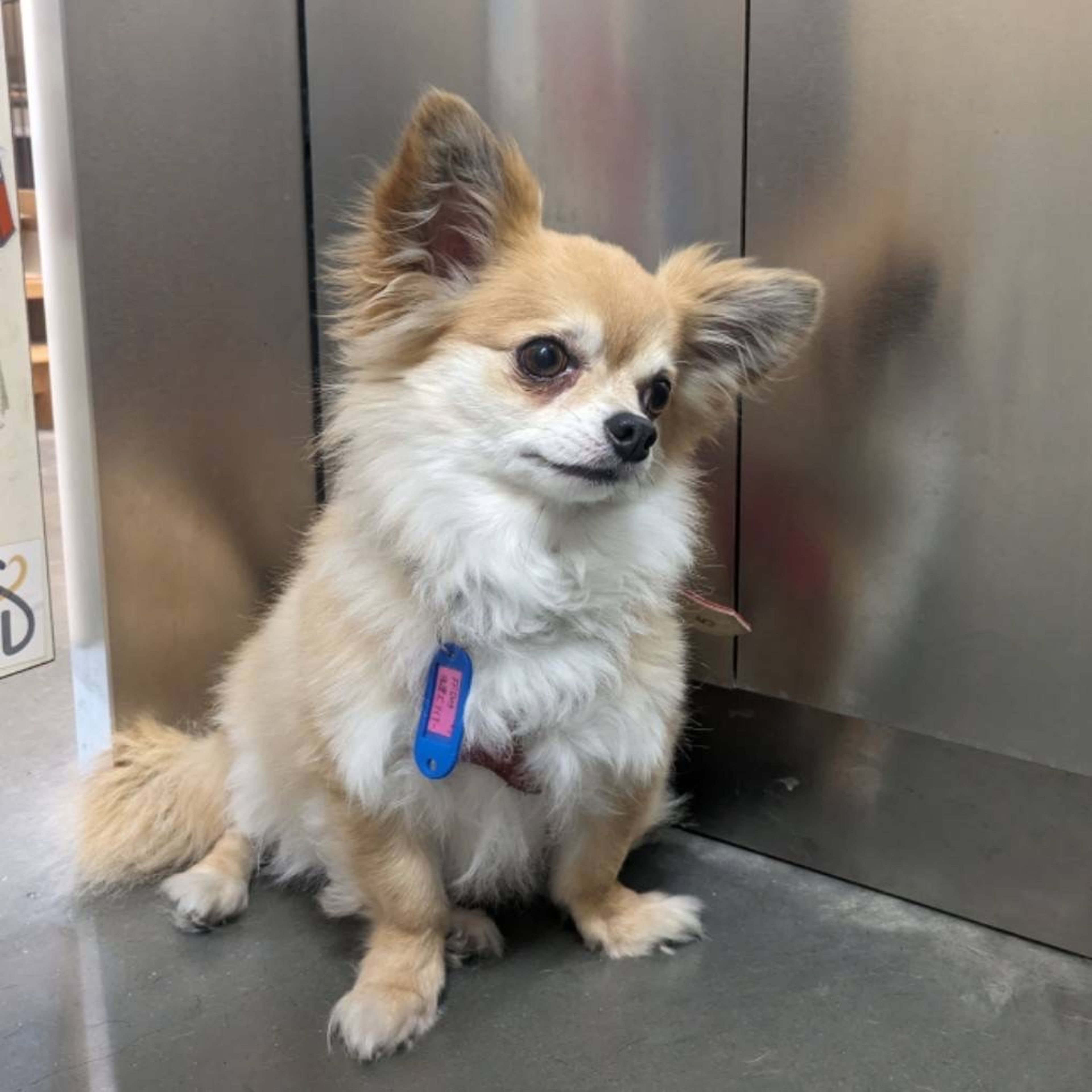 pet-image-2