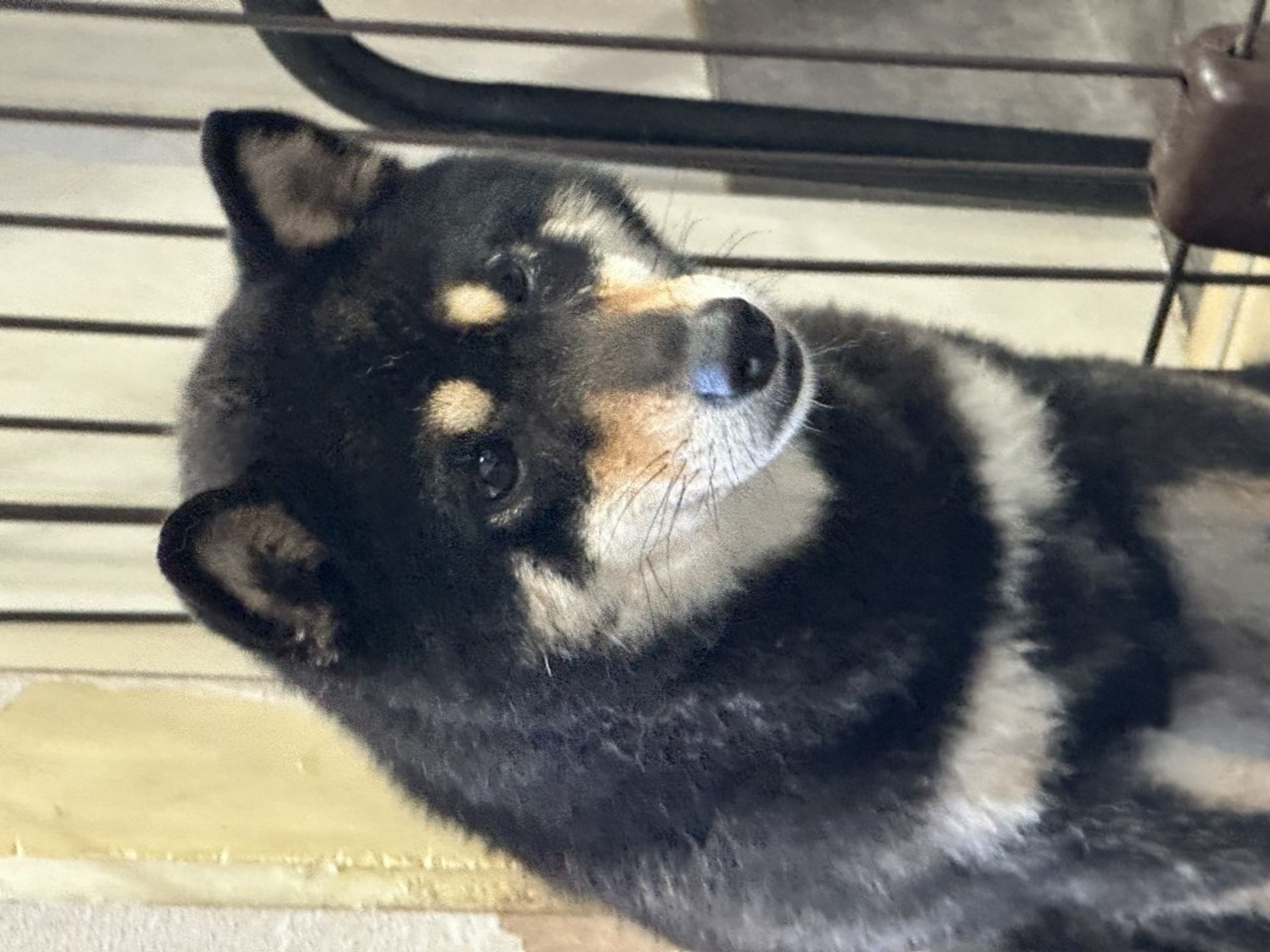 柴犬・メスの里親募集の写真