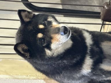 ポチャ
