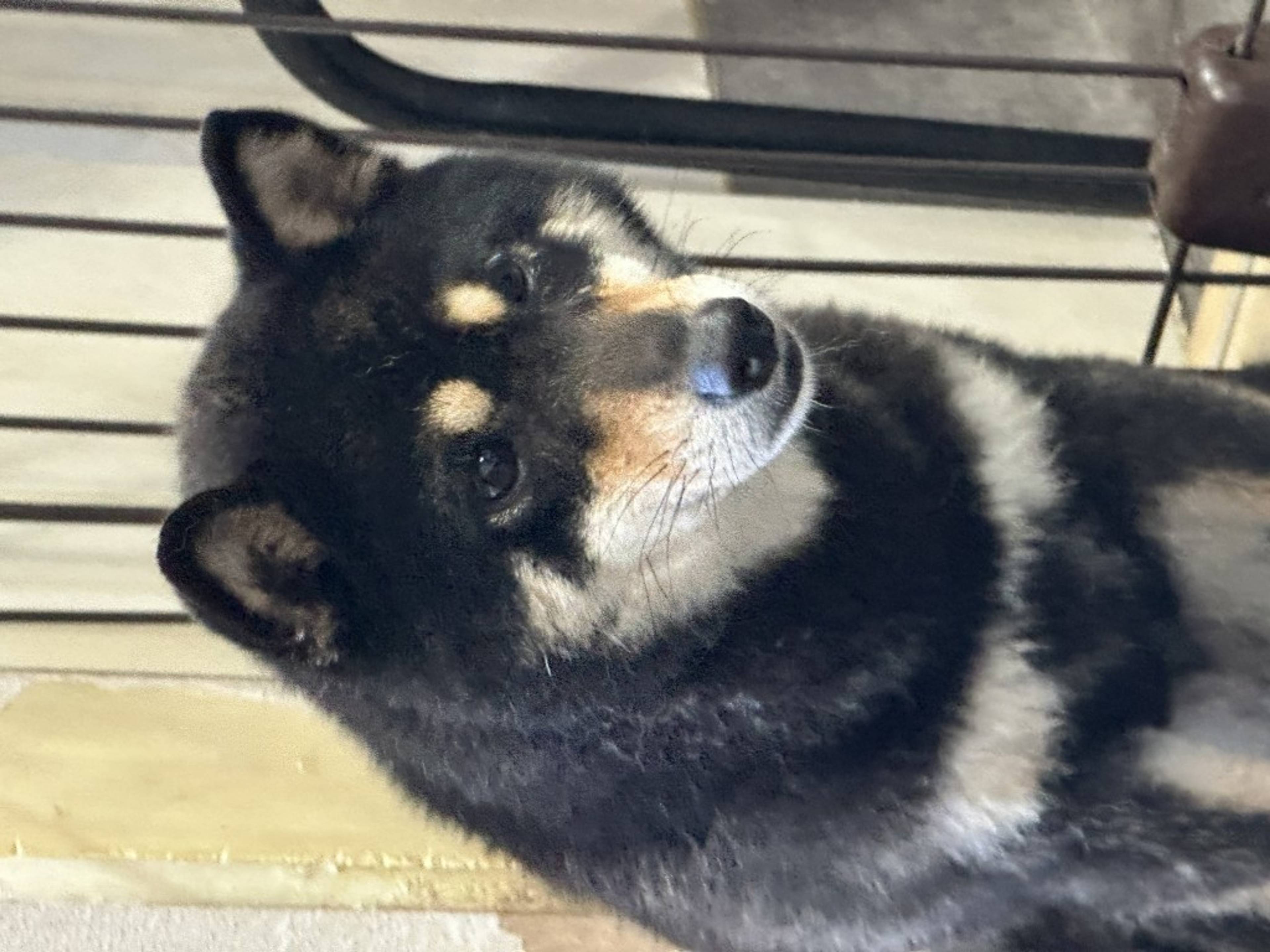 柴犬・メスの里親募集の写真