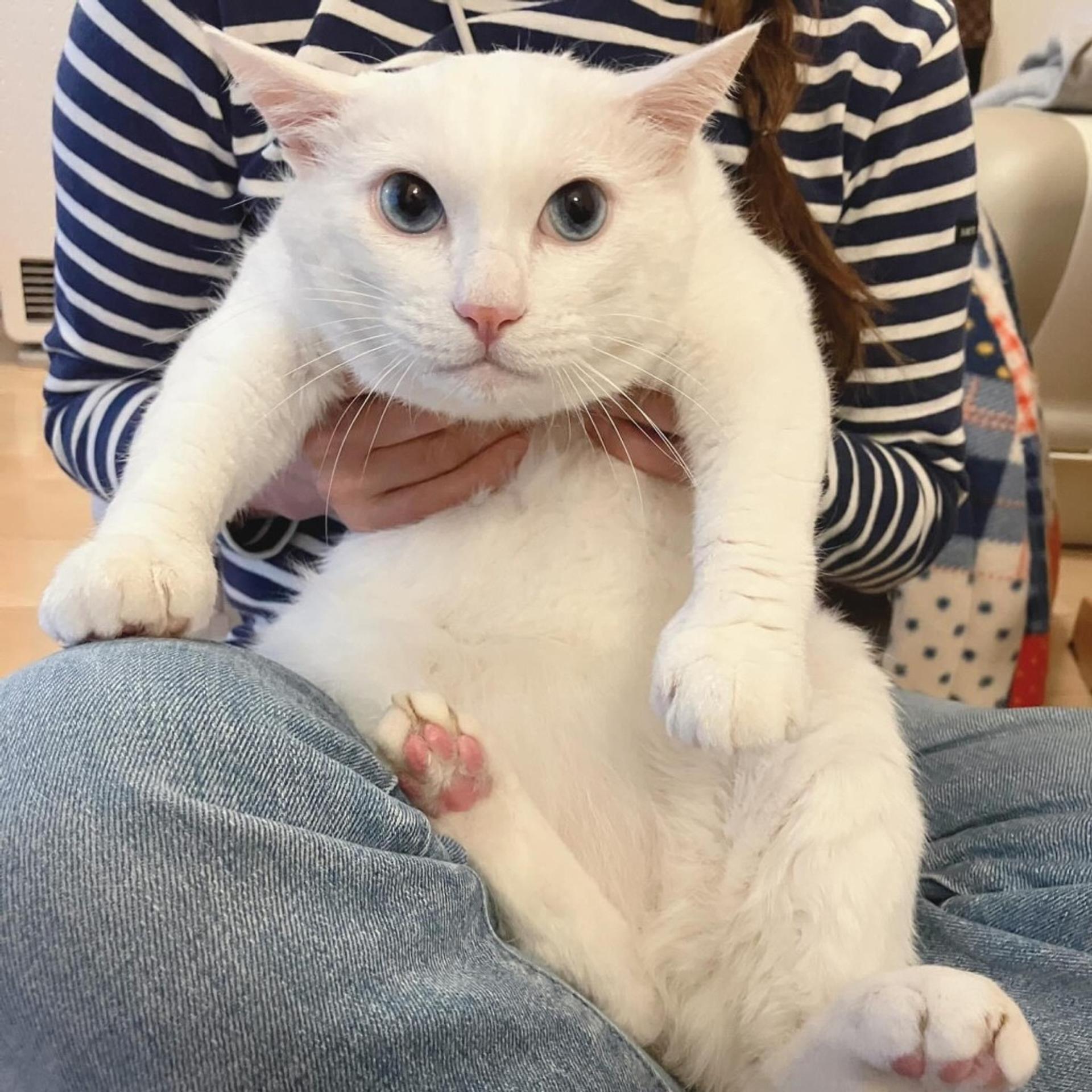 pet-image-2
