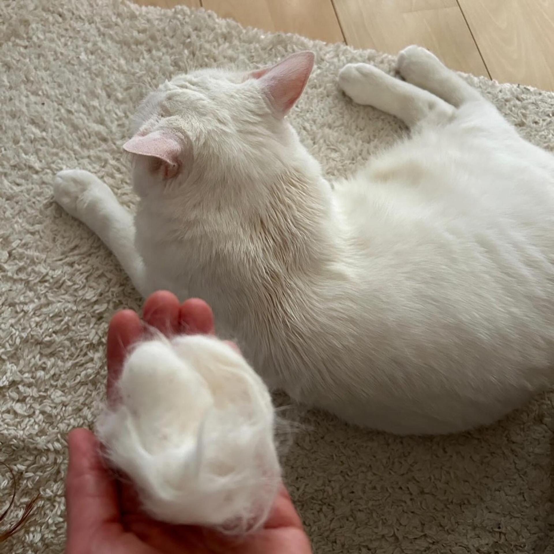 pet-image-6
