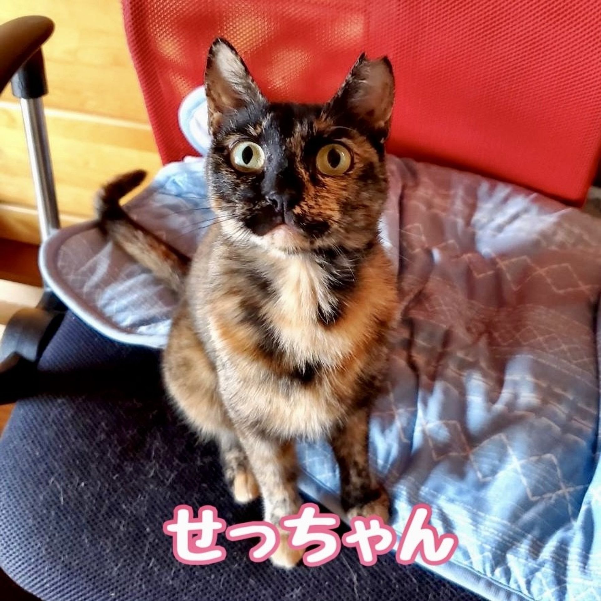 雑種（ミックス猫）・メスの里親募集の写真