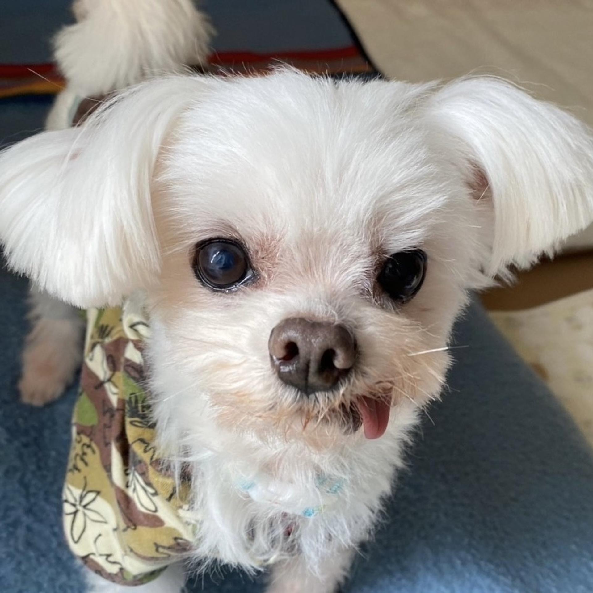 pet-image-2