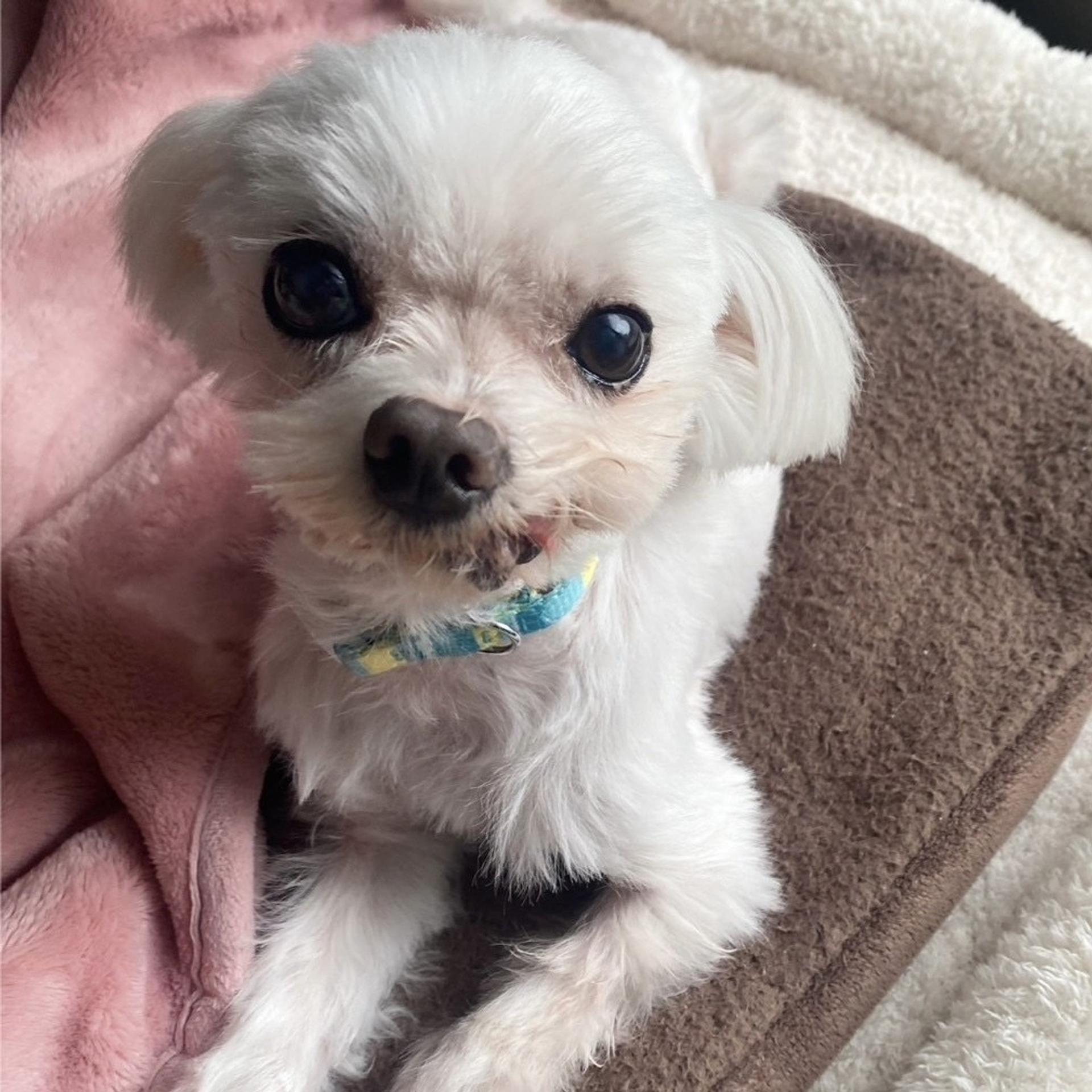 pet-image-6