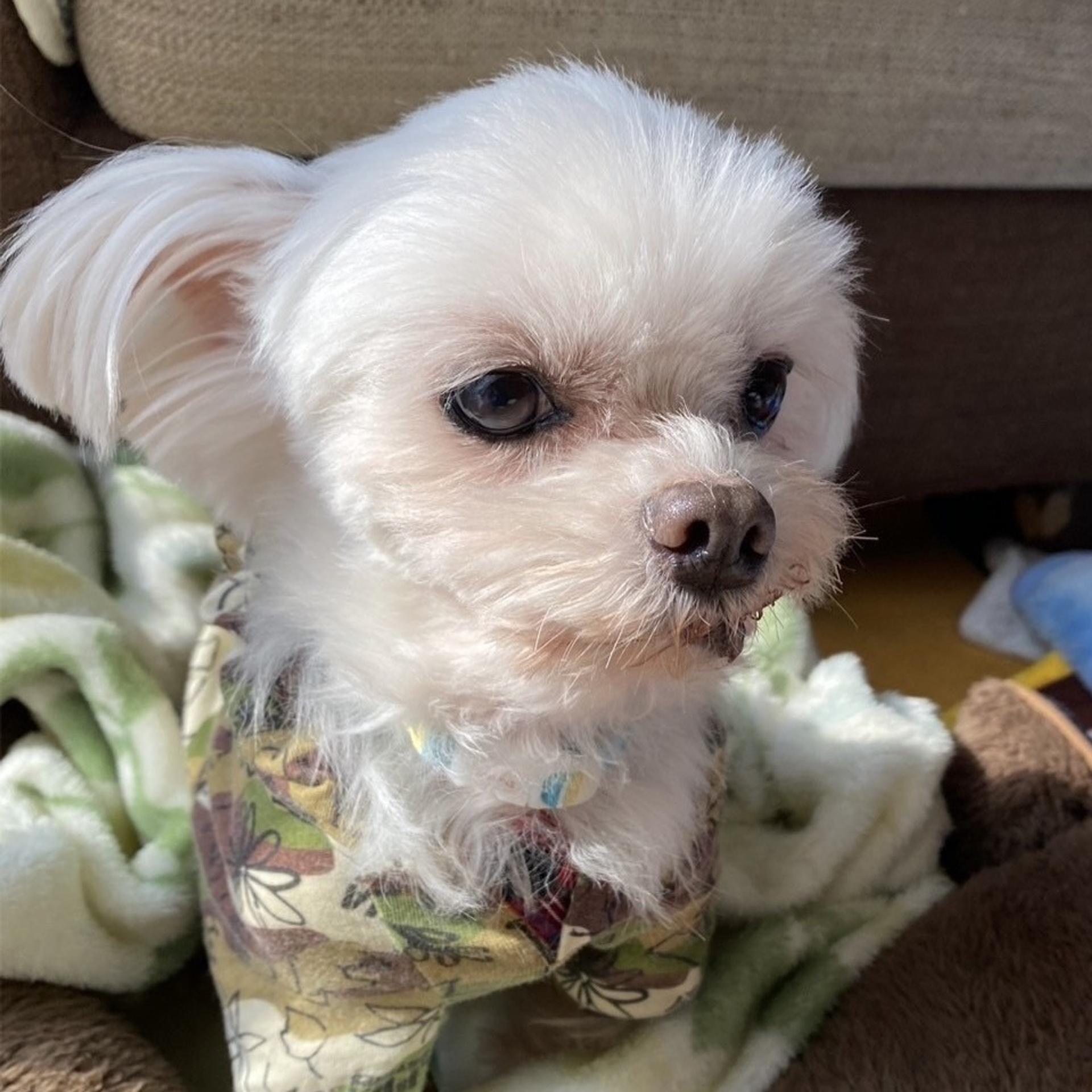 pet-image-7