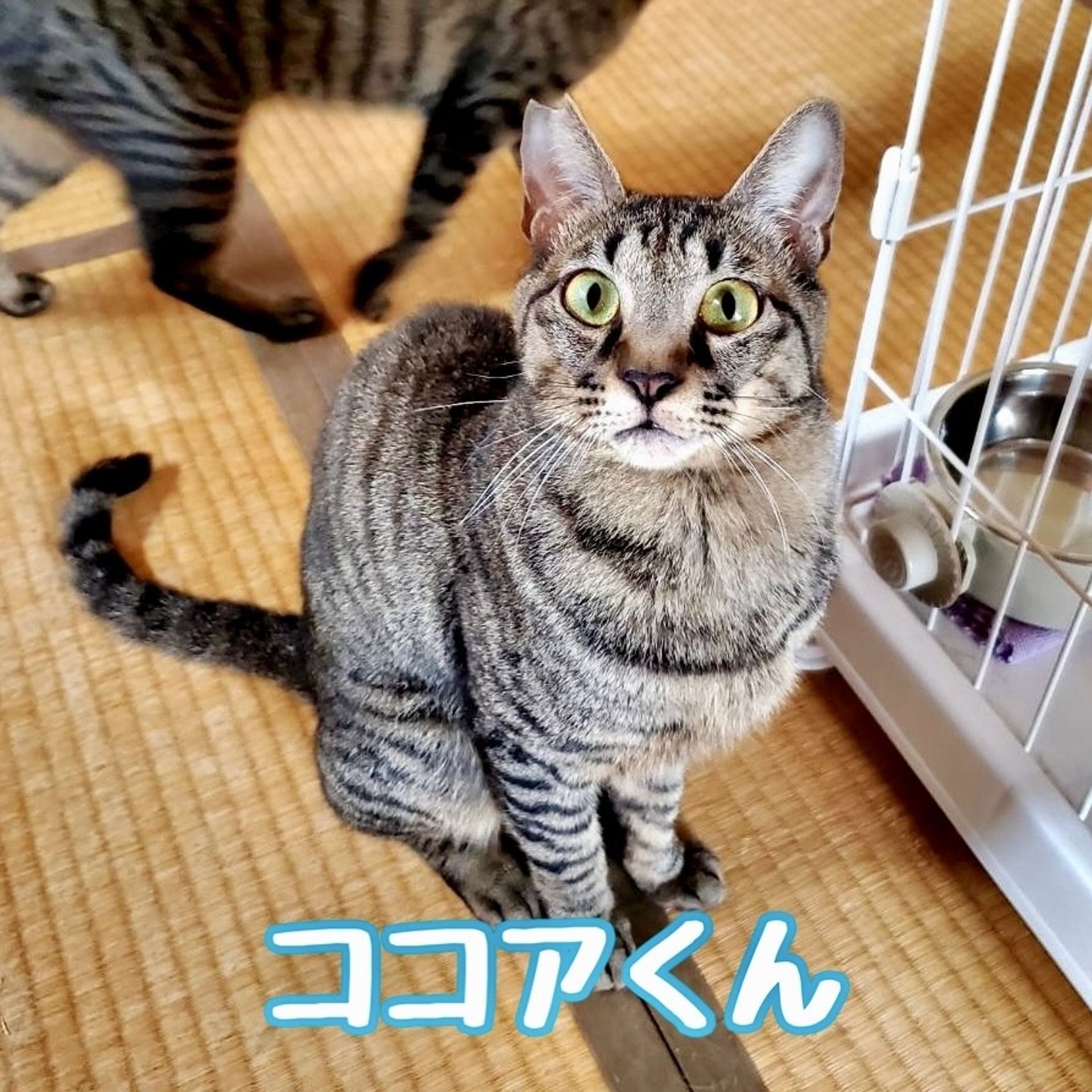 雑種（ミックス猫）・オスの里親募集の写真