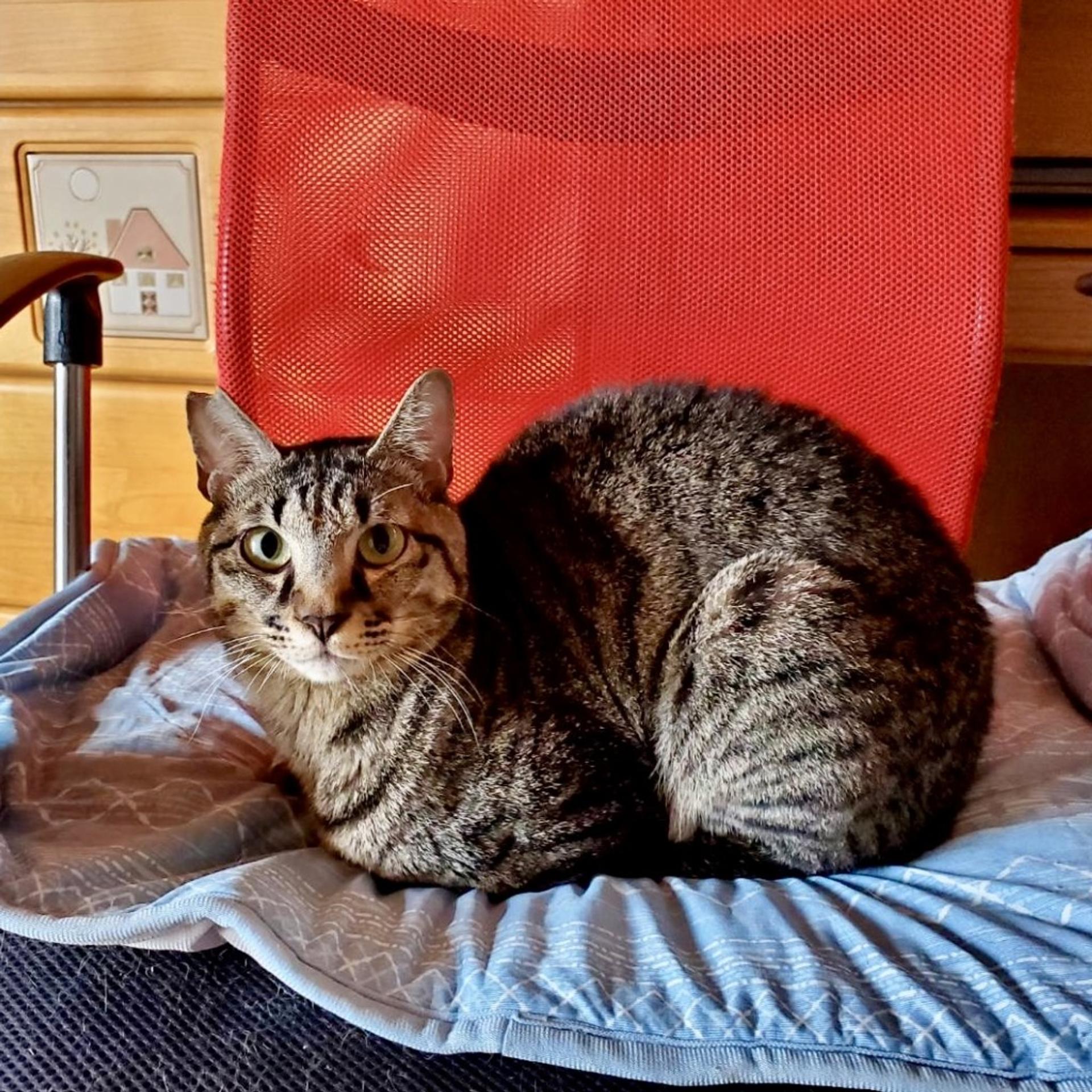 pet-image-4