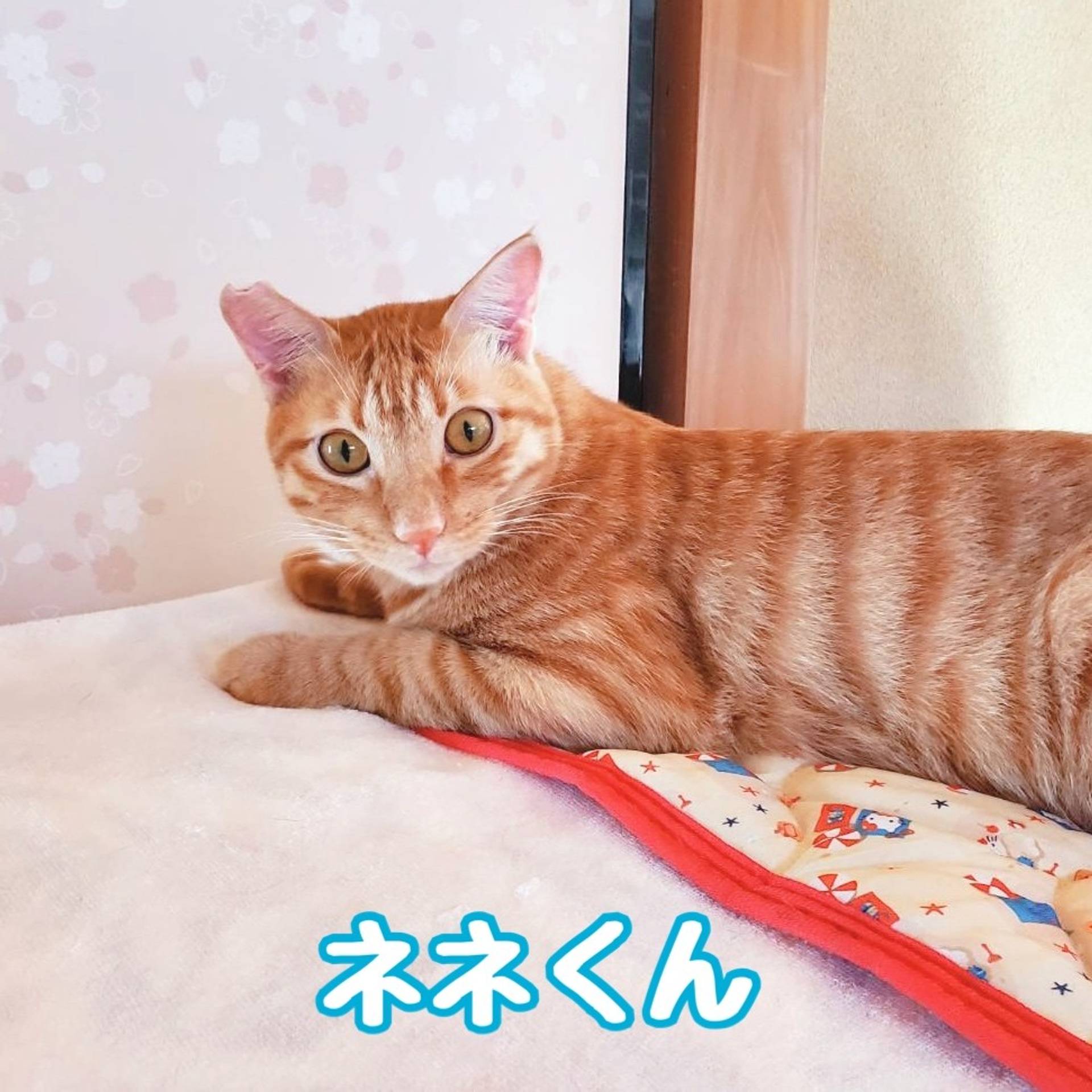 雑種（ミックス猫）・オスの里親募集の写真