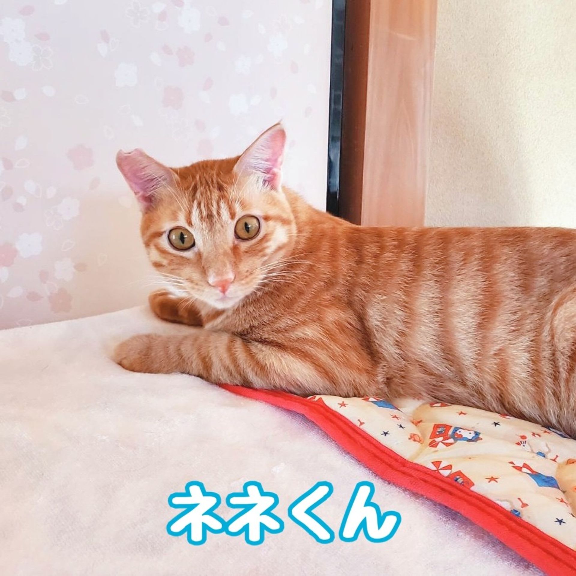 雑種（ミックス猫）・オスの里親募集の写真