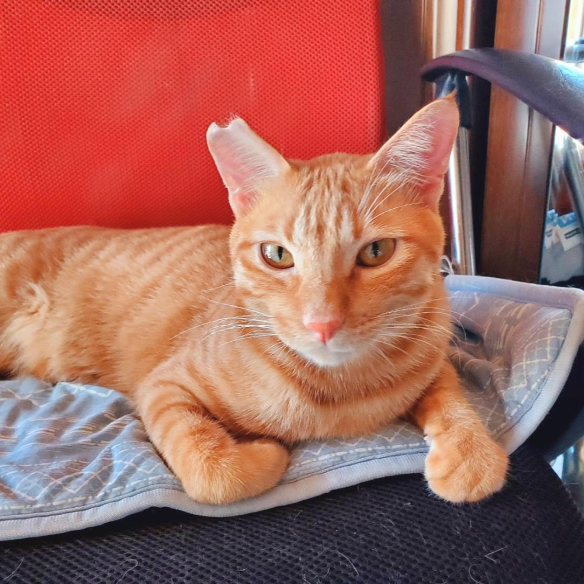 pet-image-2