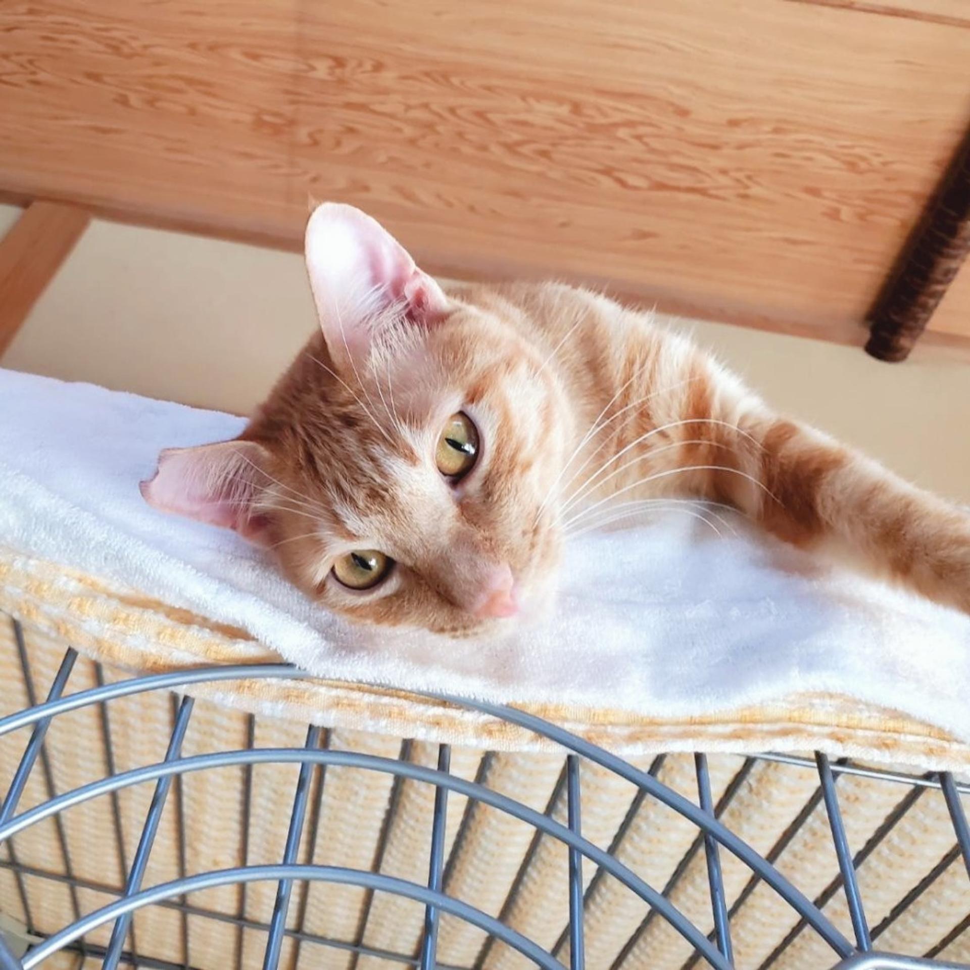 pet-image-3