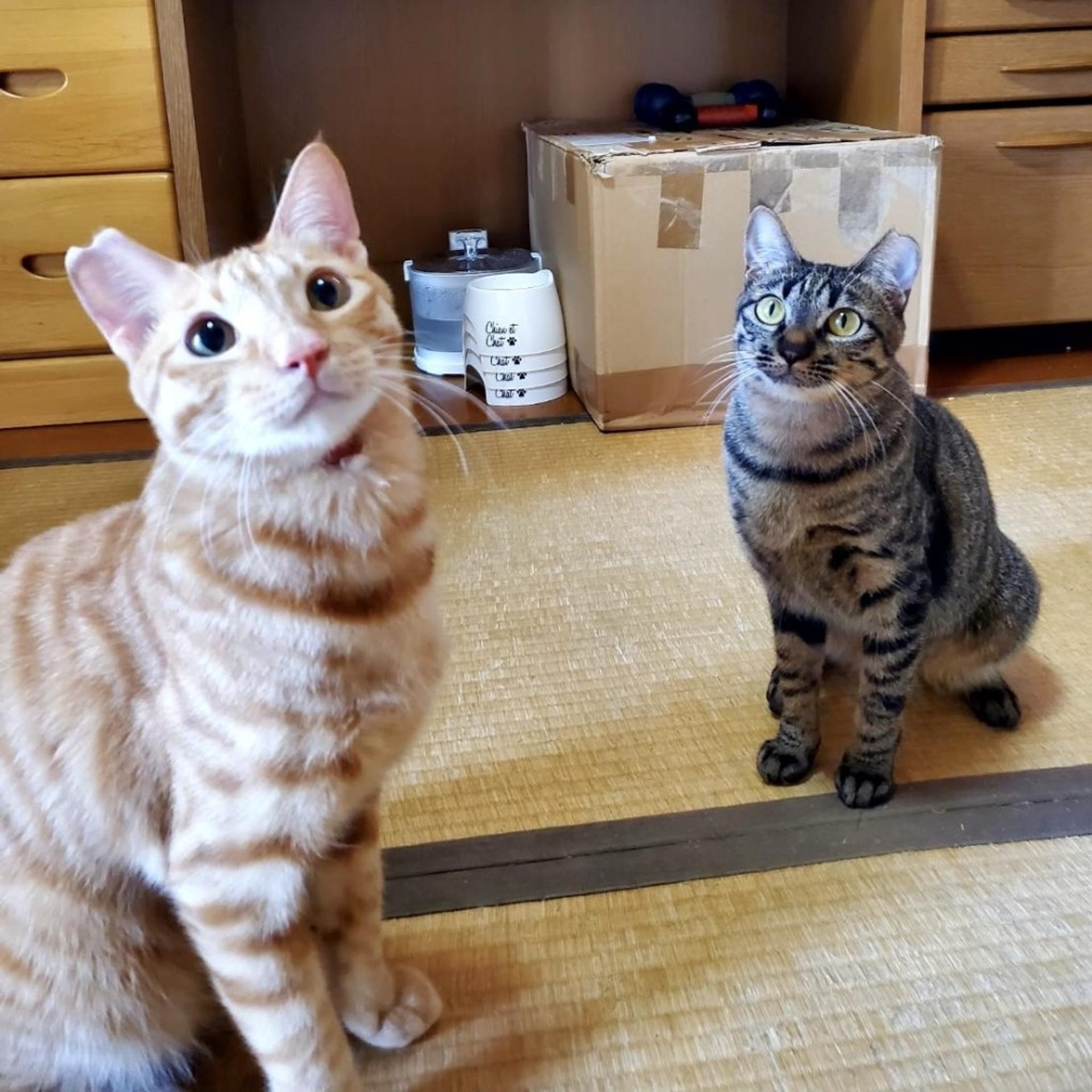 pet-image-4