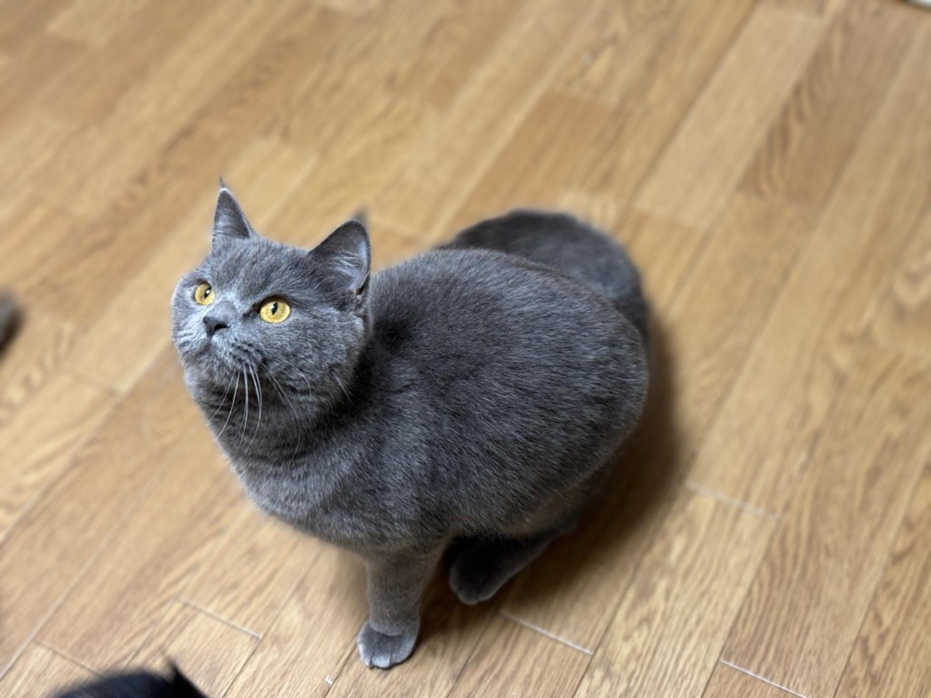 pet-image-6