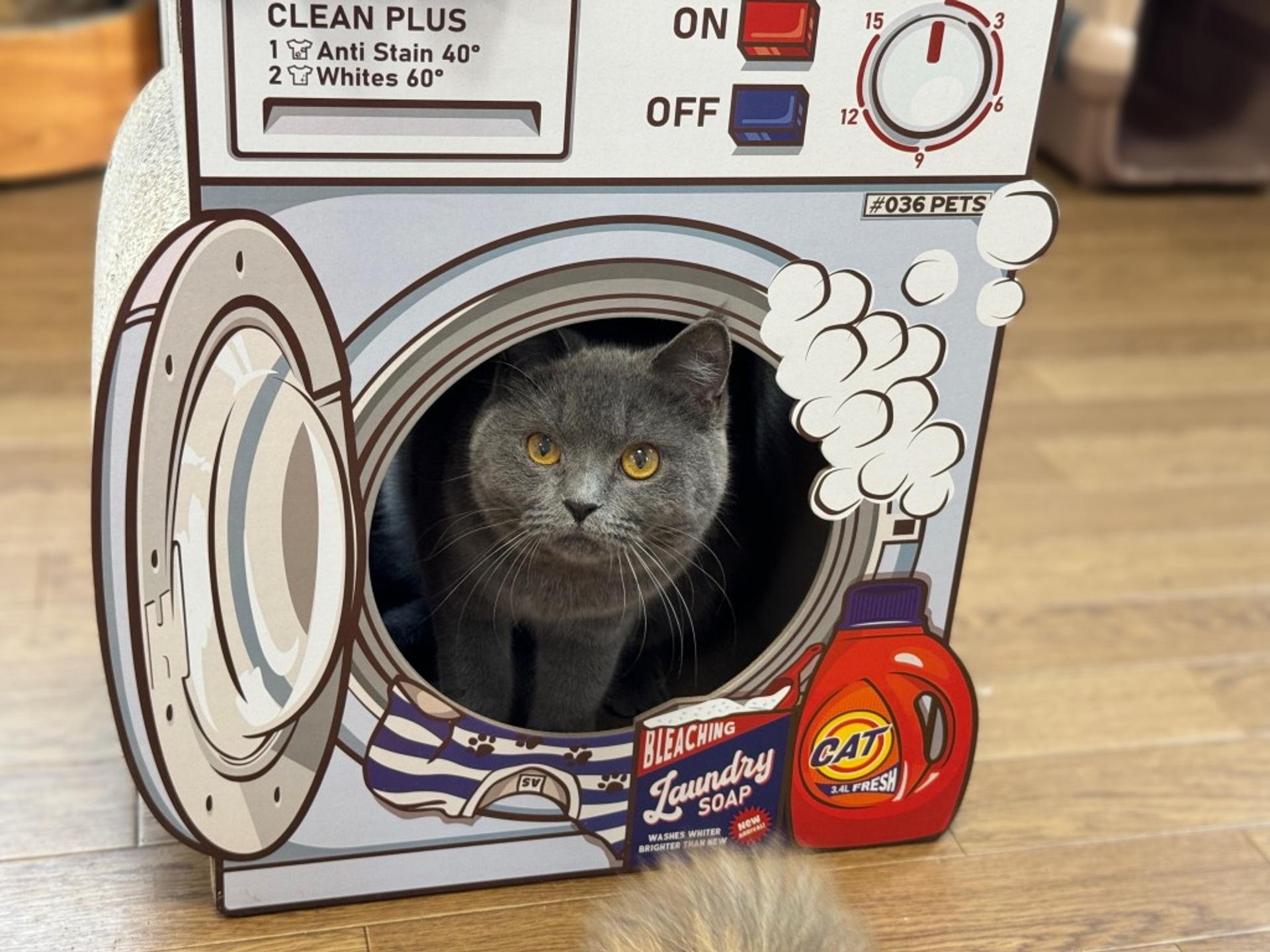 pet-image-2
