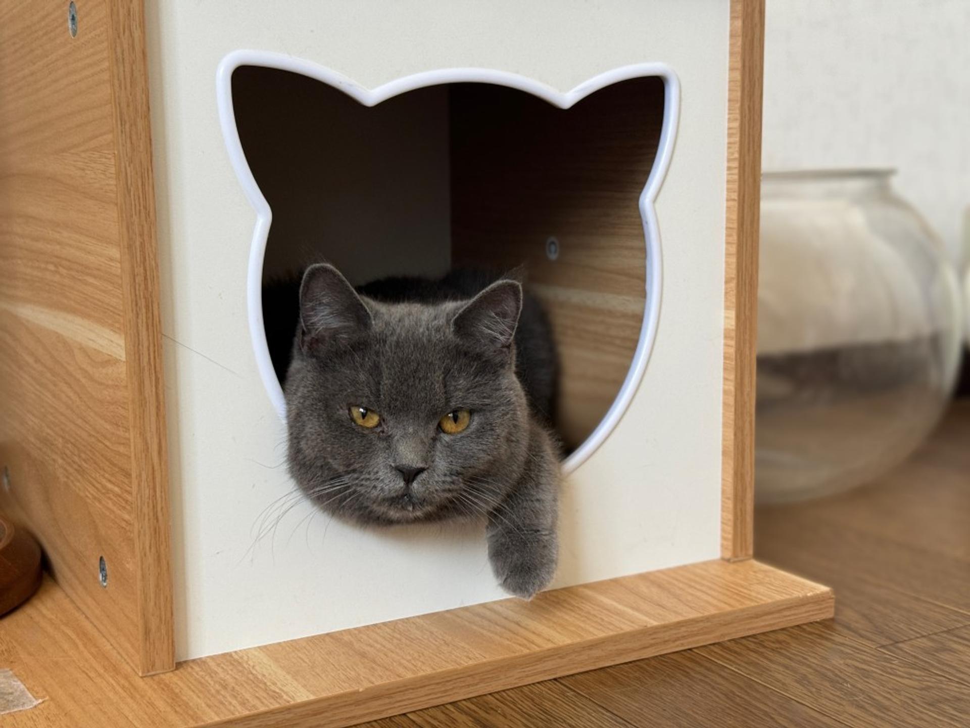 pet-image-4