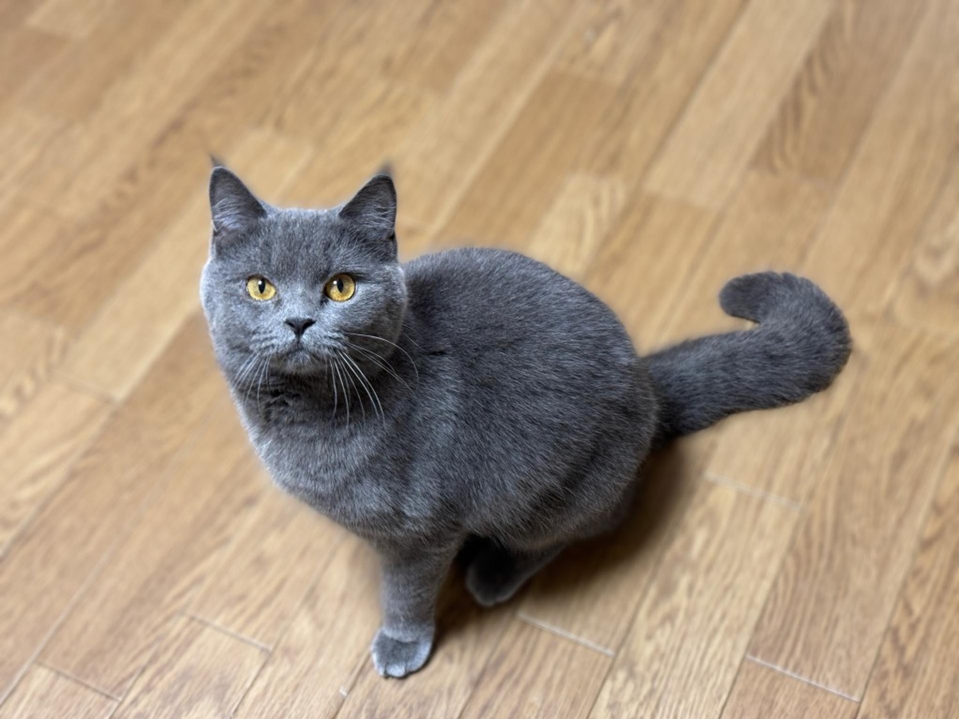 pet-image-5