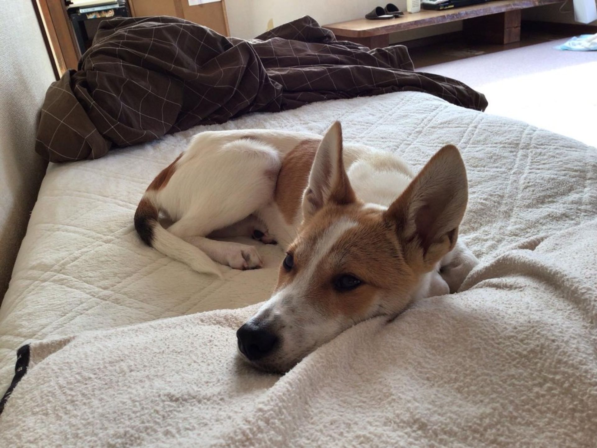 雑種（ミックス犬）・オスの里親募集の写真