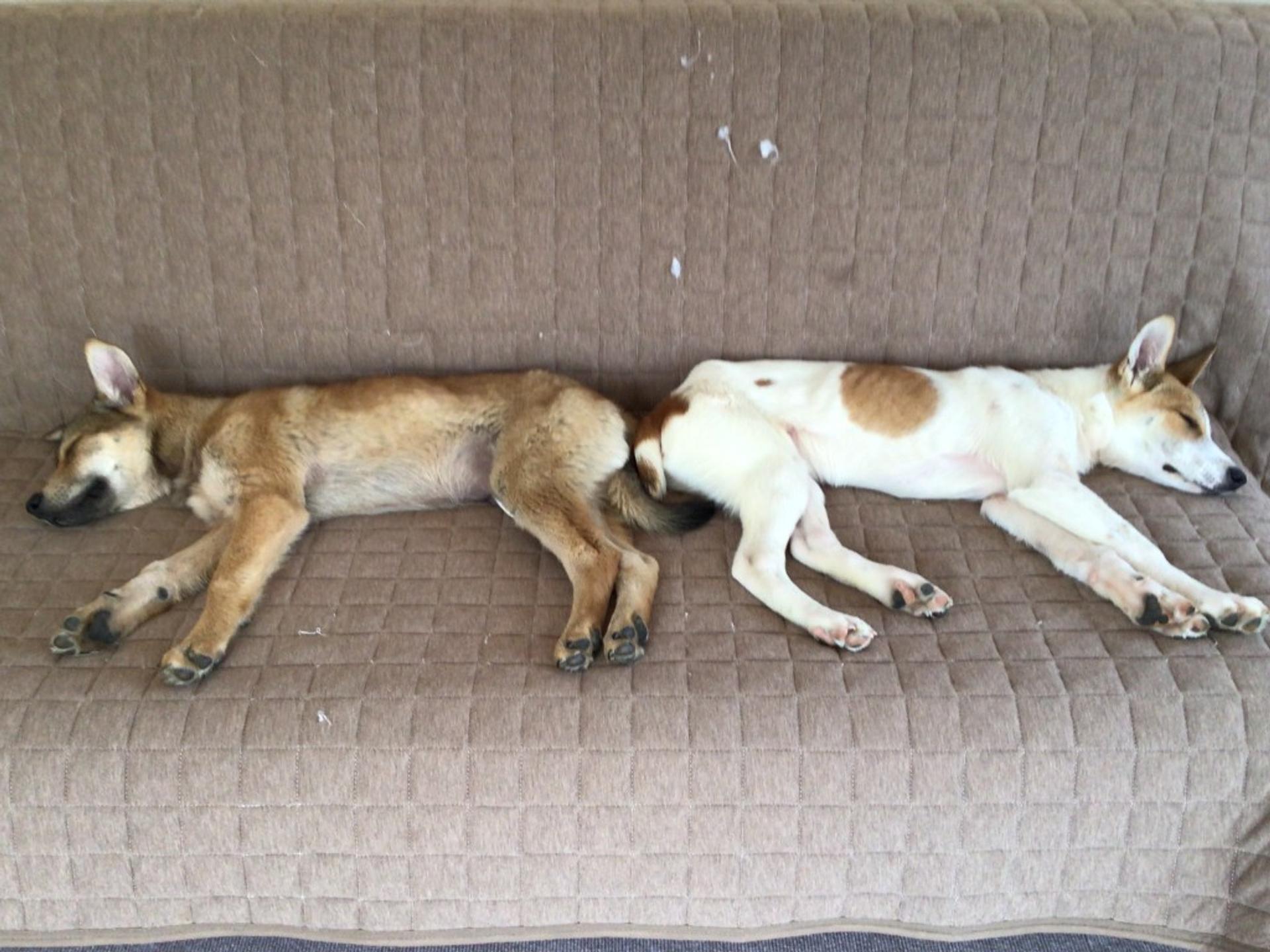 pet-image-4