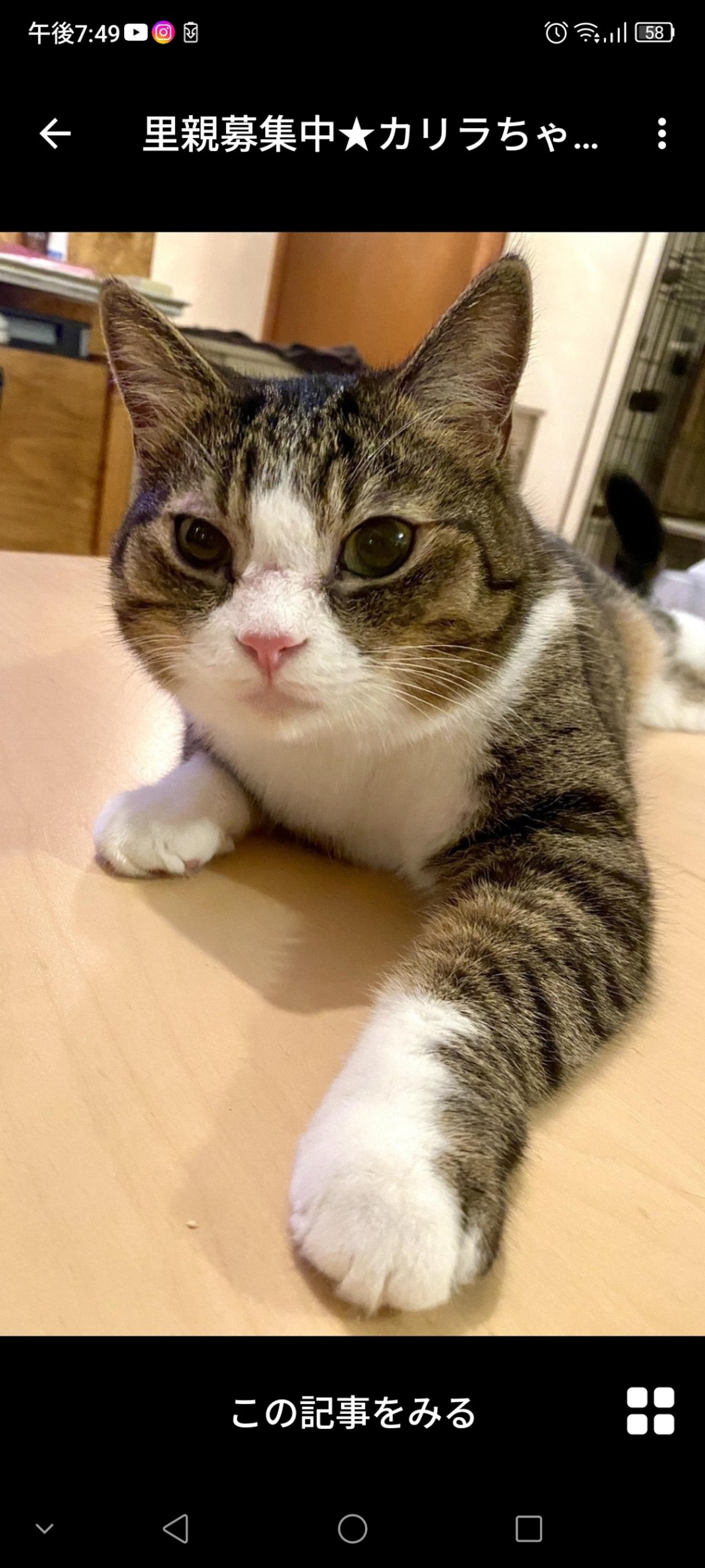 pet-image-2