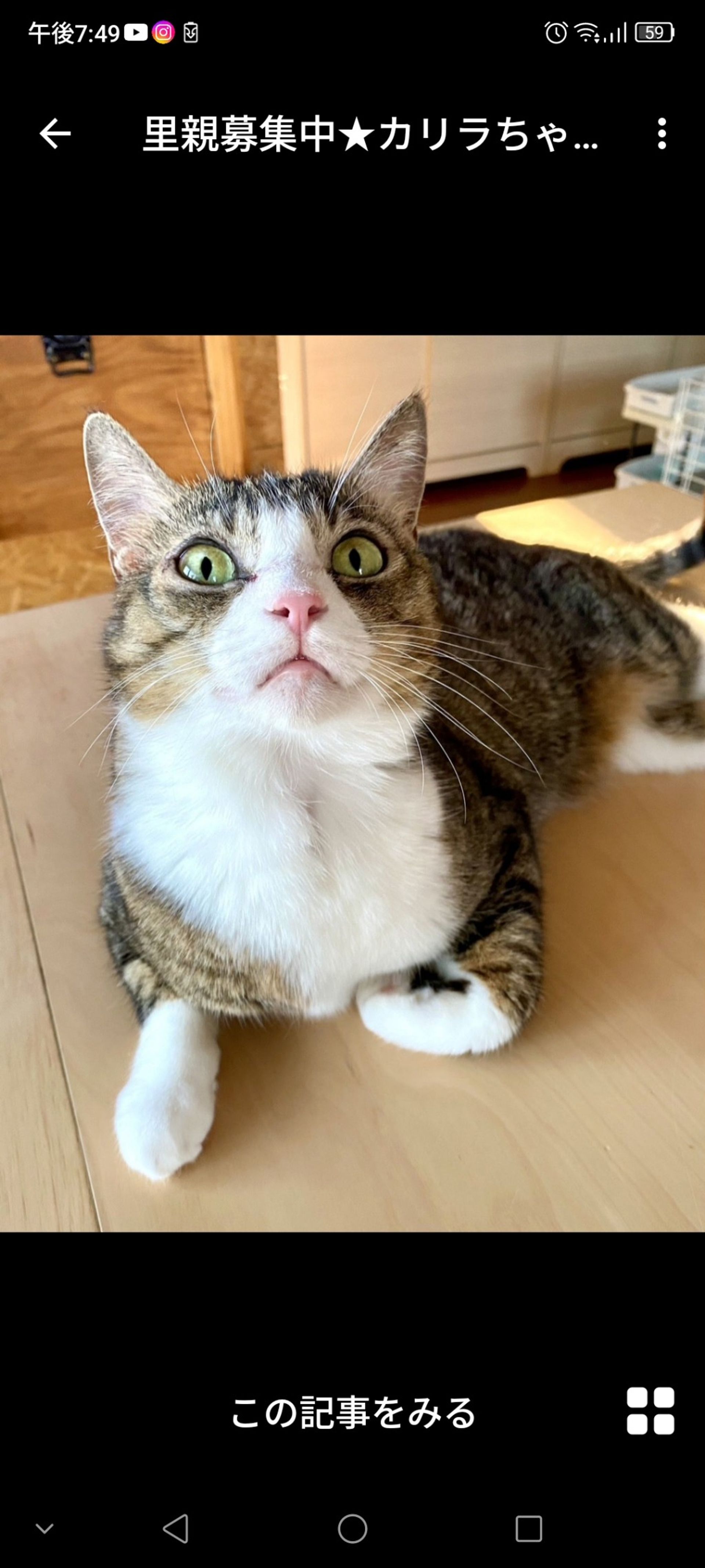 雑種（ミックス猫）・メスの里親募集の写真