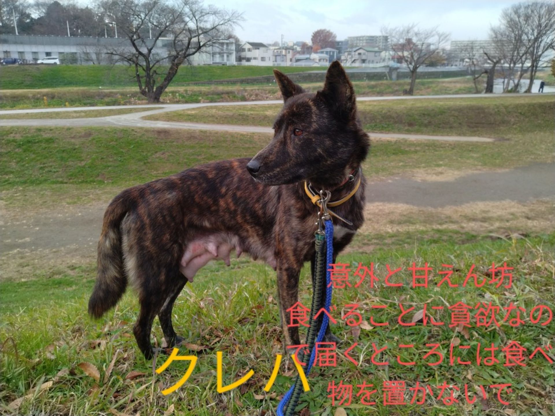 雑種（ミックス犬）・メスの里親募集の写真