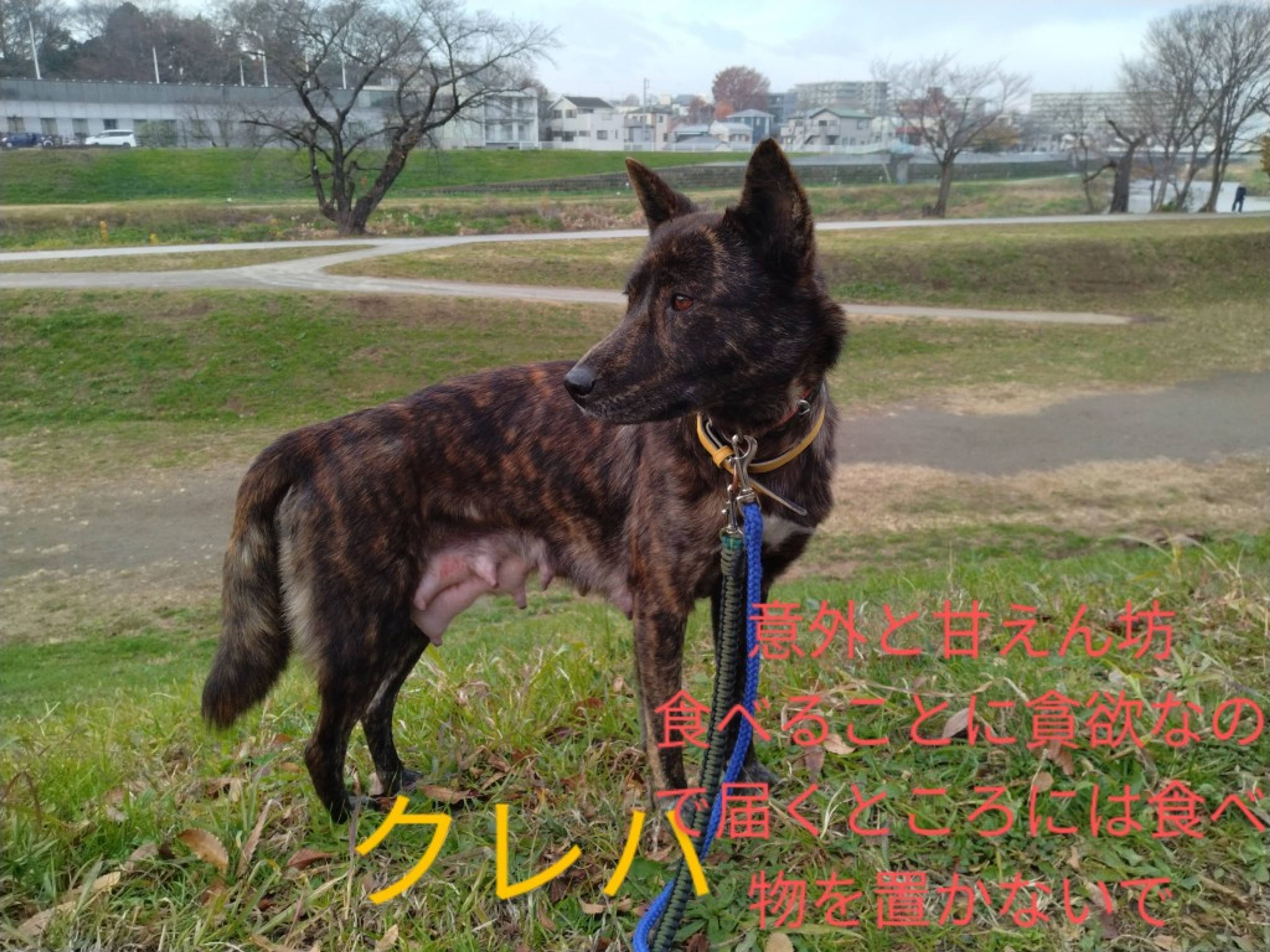 雑種（ミックス犬）・メスの里親募集の写真