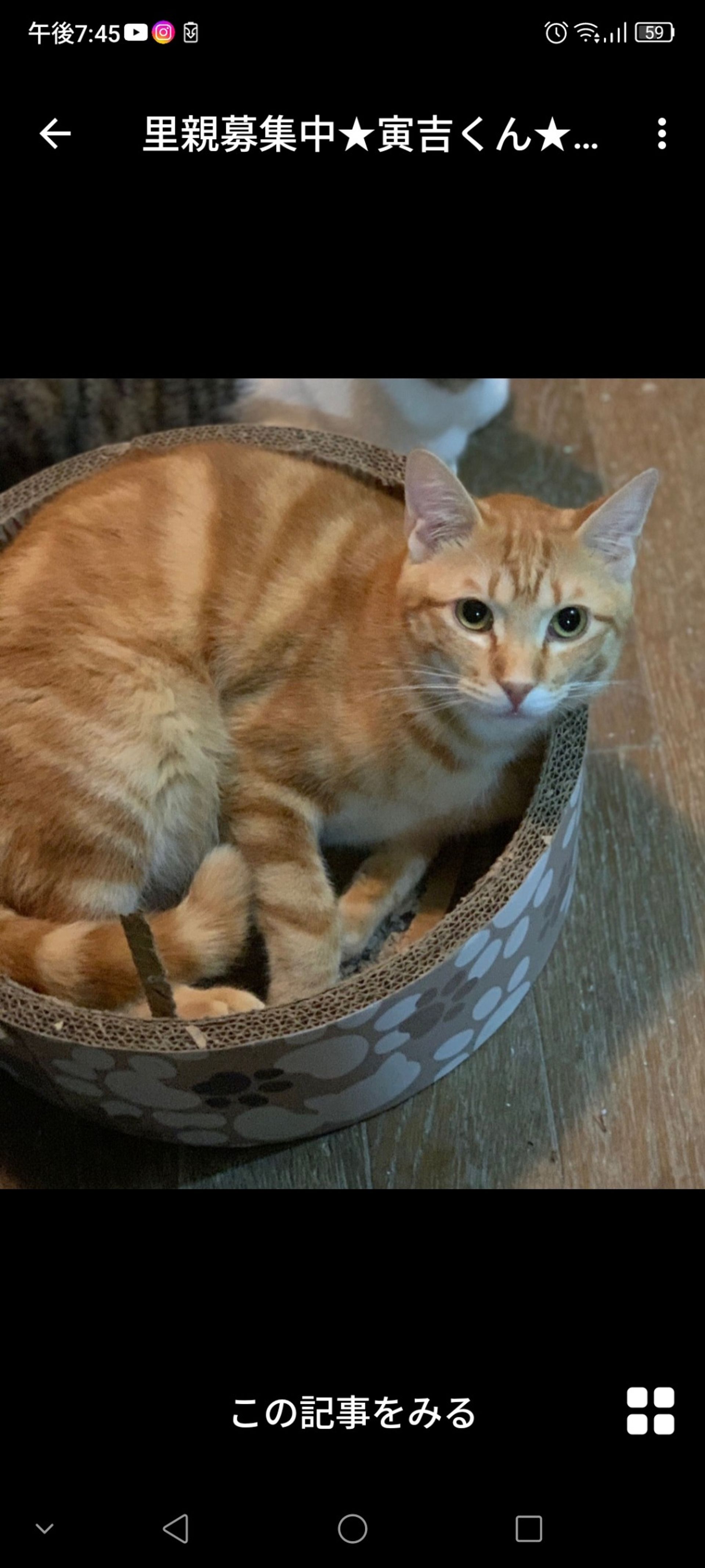 雑種（ミックス猫）・オスの里親募集の写真