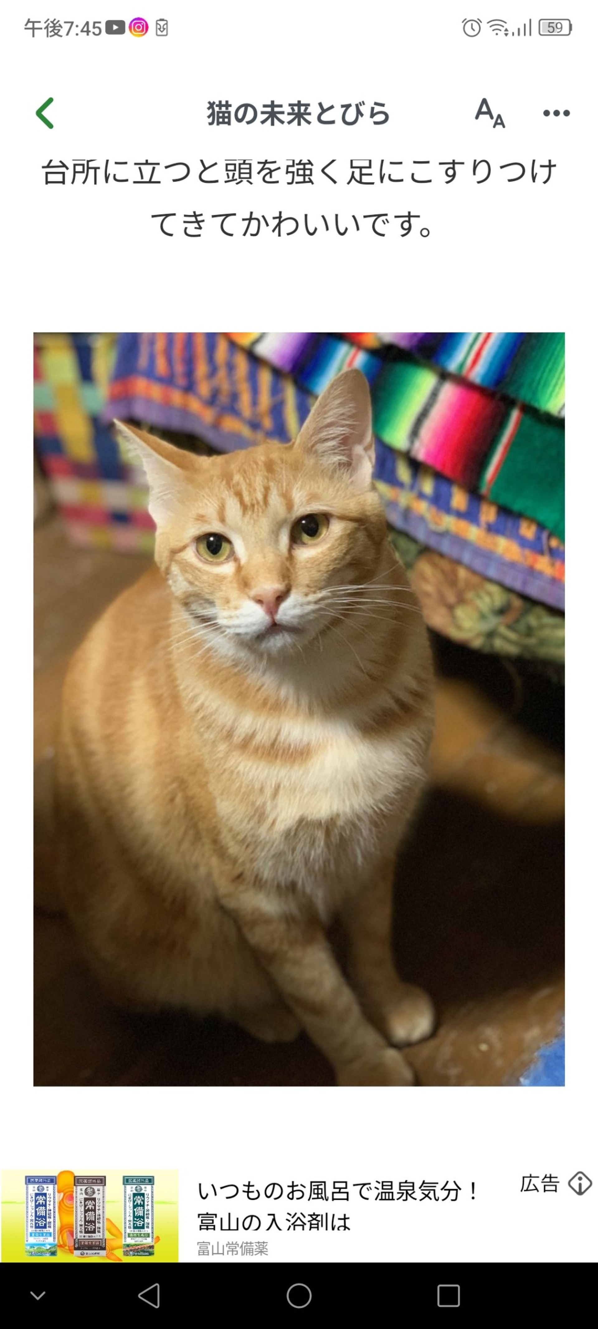 雑種（ミックス猫）・オスの里親募集の写真